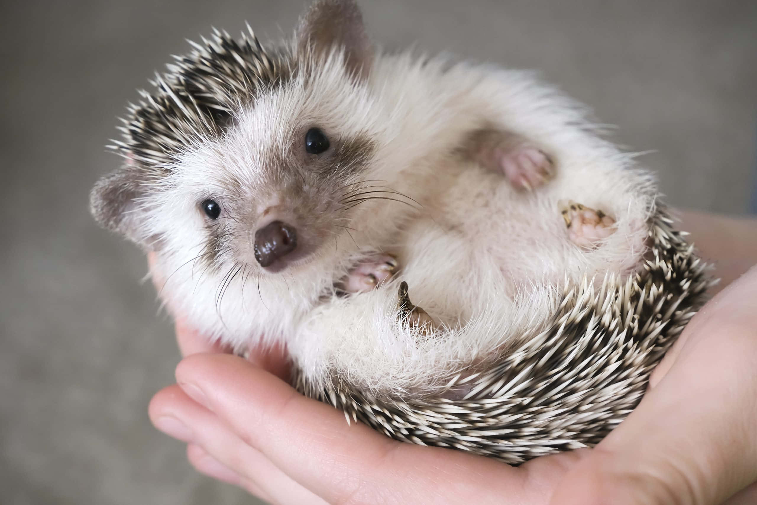 動物 桌布 壁紙 — 一隻白色毛髮、黑色尖刺的小刺蝟蜷縮在捧著的人類手掌中，直視鏡頭。