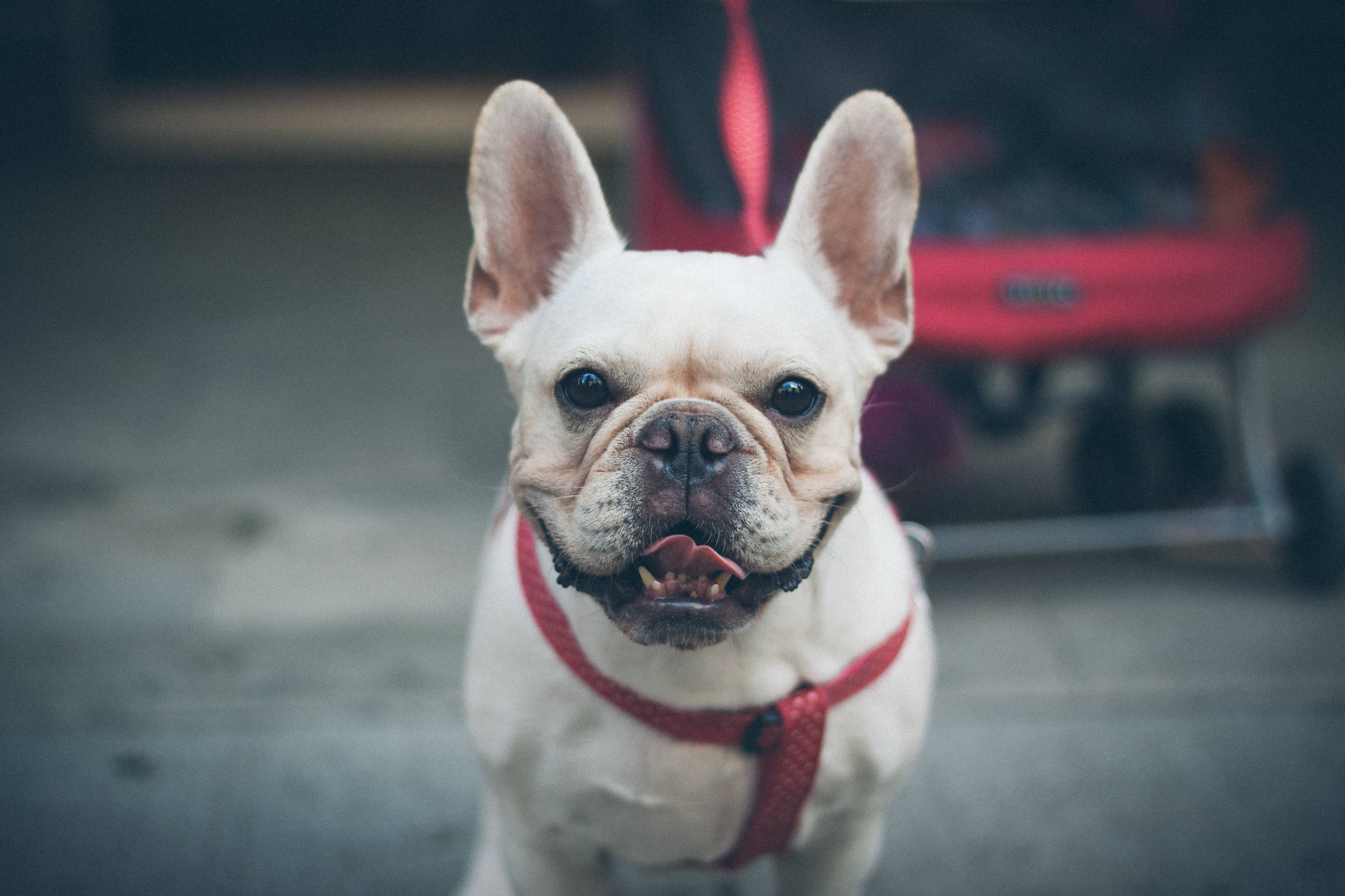Bulldog 桌布 壁紙 — 一隻白色法國鬥牛犬，豎起耳朵，戴著紅色胸背帶，帶著頑皮的表情直視鏡頭。