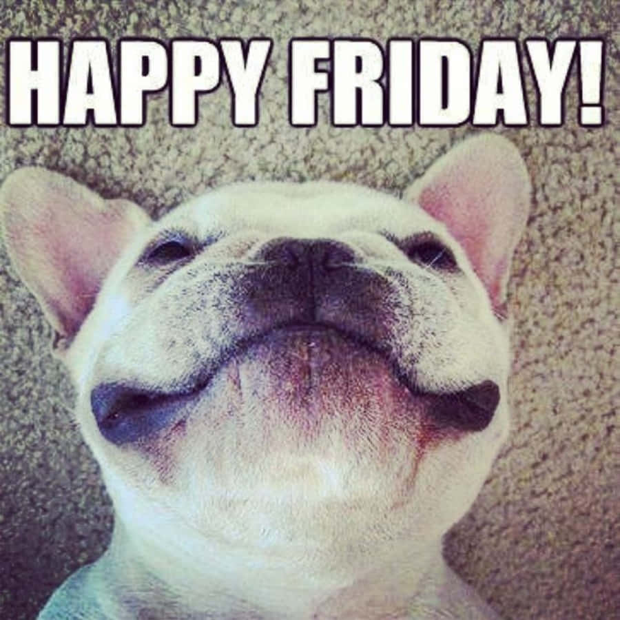 Friday Funny 桌布 壁紙 — 一隻白色法國鬥牛犬帶著得意的笑容躺在地毯上，上方有粗體 'HAPPY FRIDAY!' 文字。