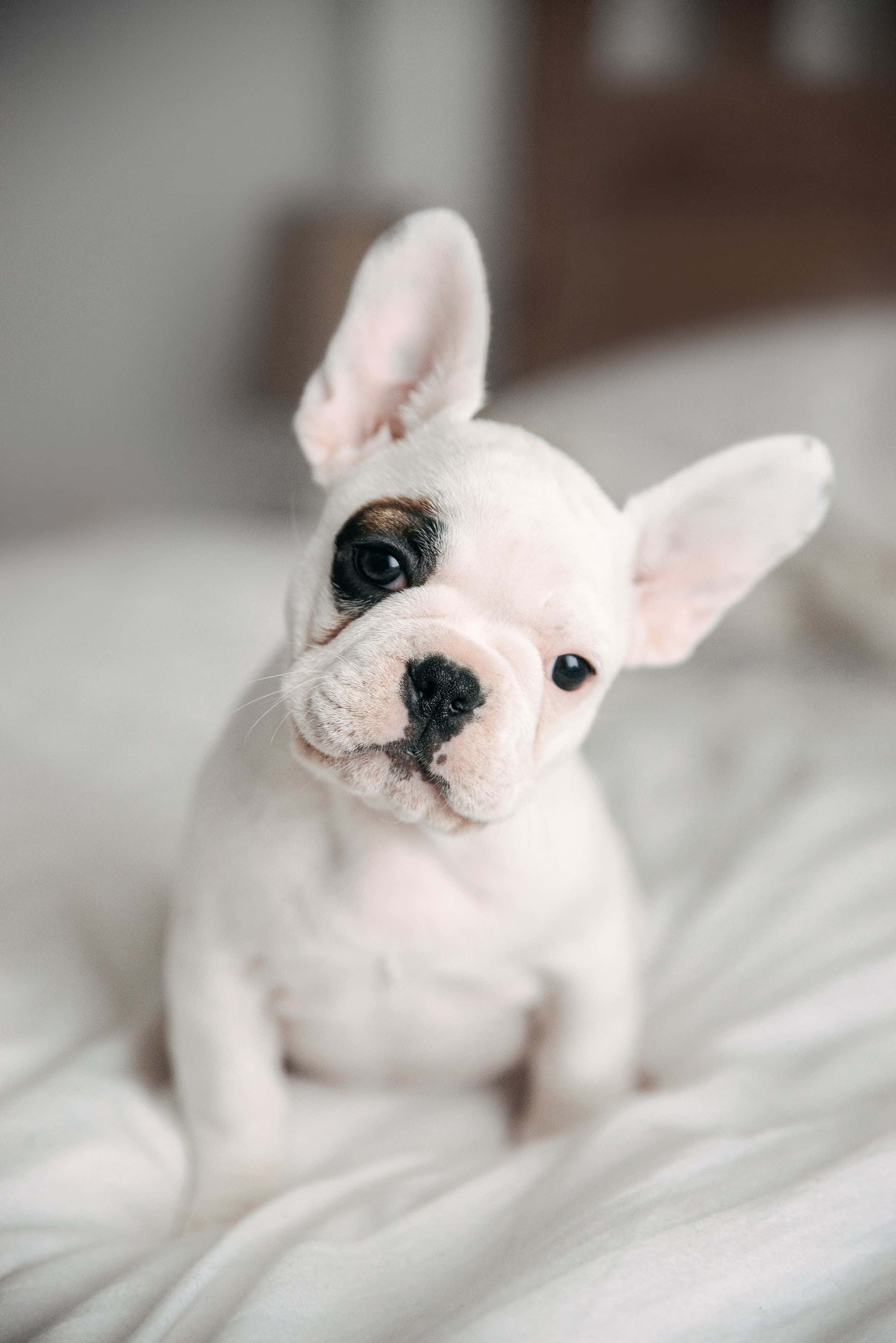 Bulldog 桌布 壁紙 — 一隻白色法國鬥牛犬幼犬，有大耳朵和黑色鼻子，坐在柔軟的白色床上好奇地看著相機。