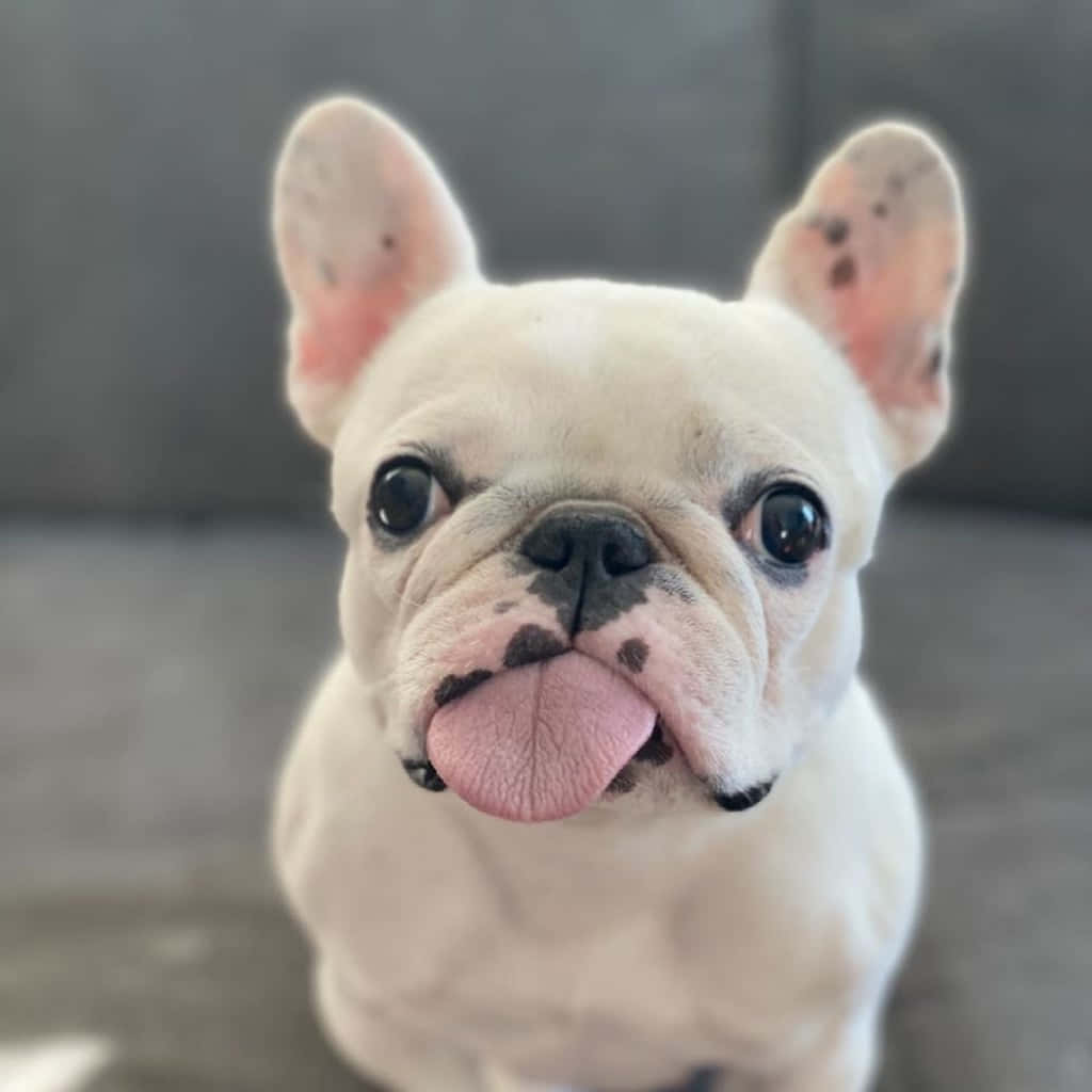sticking tongue out 桌布 壁紙 — 一隻白色法國鬥牛犬的特寫，有著大大的深色眼睛和頑皮地伸出的粉紅色舌頭。