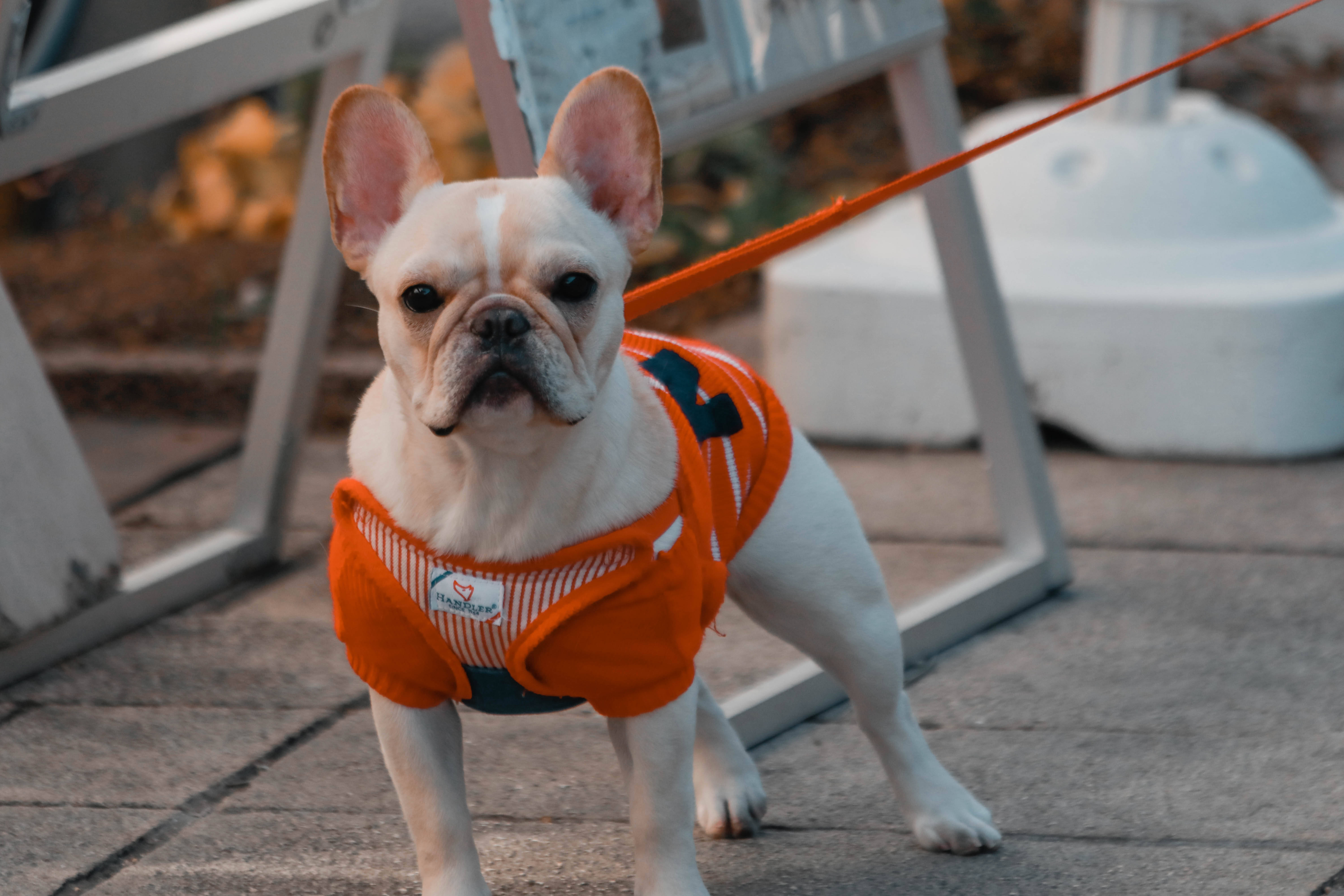 Bulldog 桌布 壁紙 — 一隻白色法國鬥牛犬穿著橙色胸背帶，在鋪砌的小徑上警覺地站立，背景有秋葉。