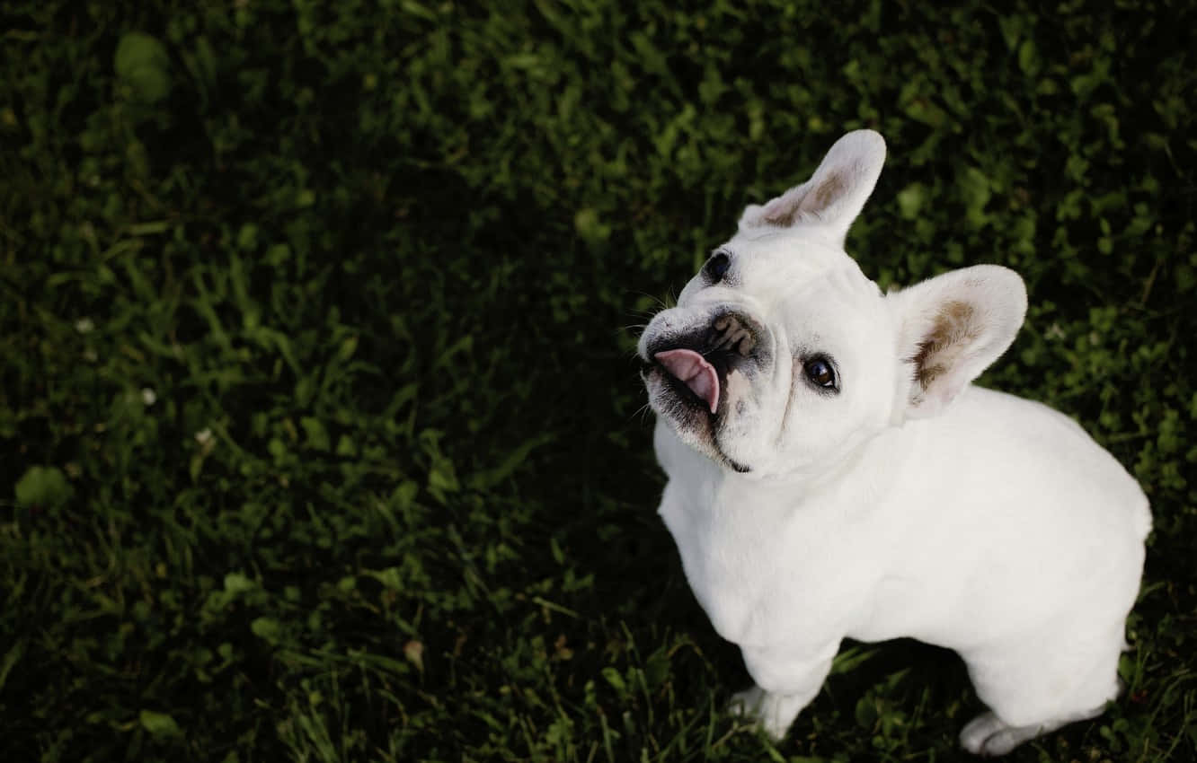 Bulldog 桌布 壁紙 — 一隻白色法國鬥牛犬豎起耳朵伸出舌頭，坐在茂密的綠色草地上好奇地向上看。