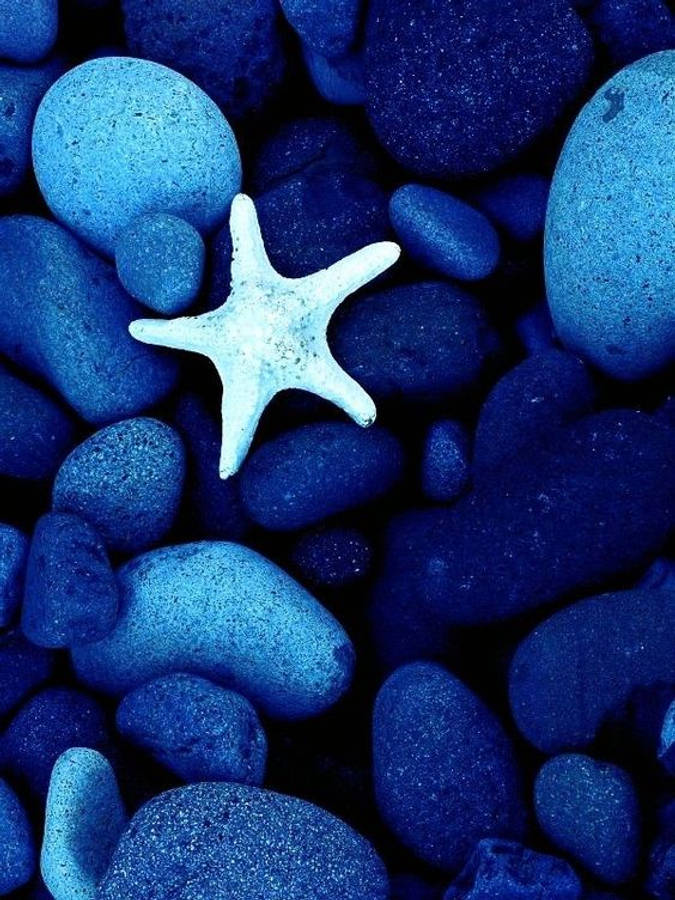 dark blue aesthetic tumblr 桌布 壁紙 — 一隻白色海星躺在深藍色紋理鵝卵石床上，處於冷色調燈光下。