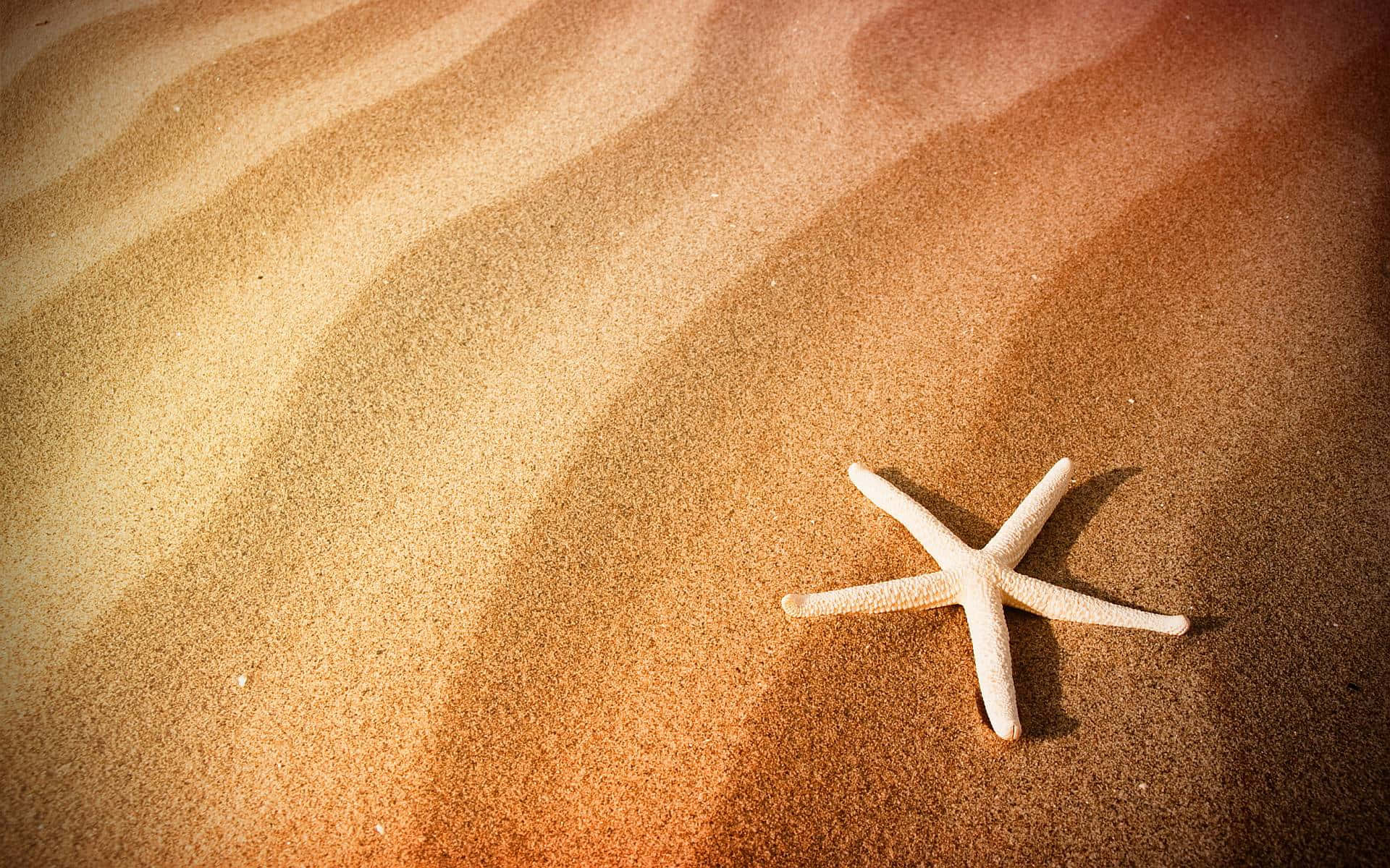 sand 桌布 壁紙 — 一隻白色海星躺在紋理豐富的金色沙灘上，溫暖的陽光投下柔和陰影。