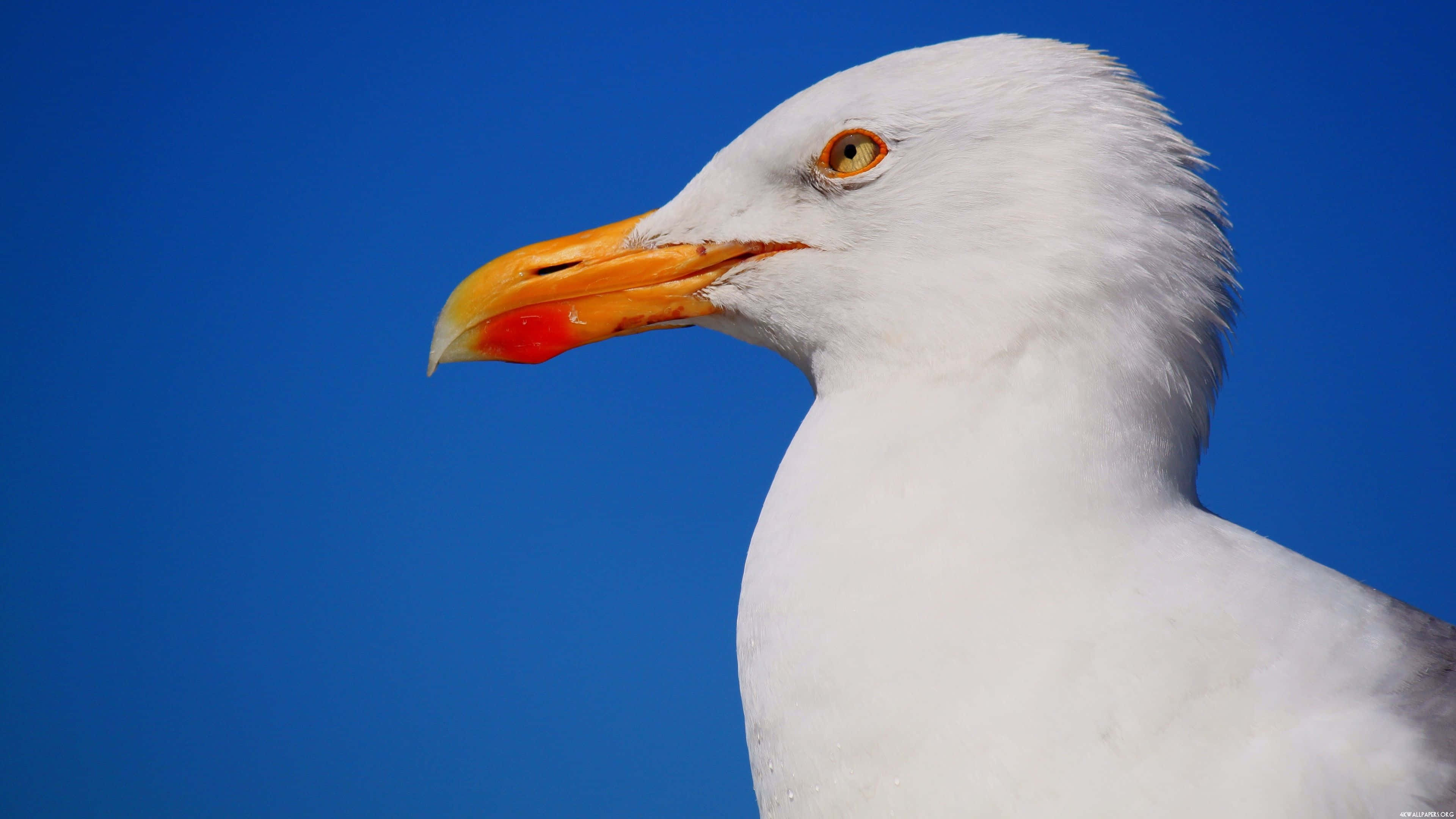 Seagull 桌布 壁紙 — 一隻白色海鷗的特寫，擁有鮮橙色喙和銳利的黃色眼睛，背景是鮮豔的藍天。