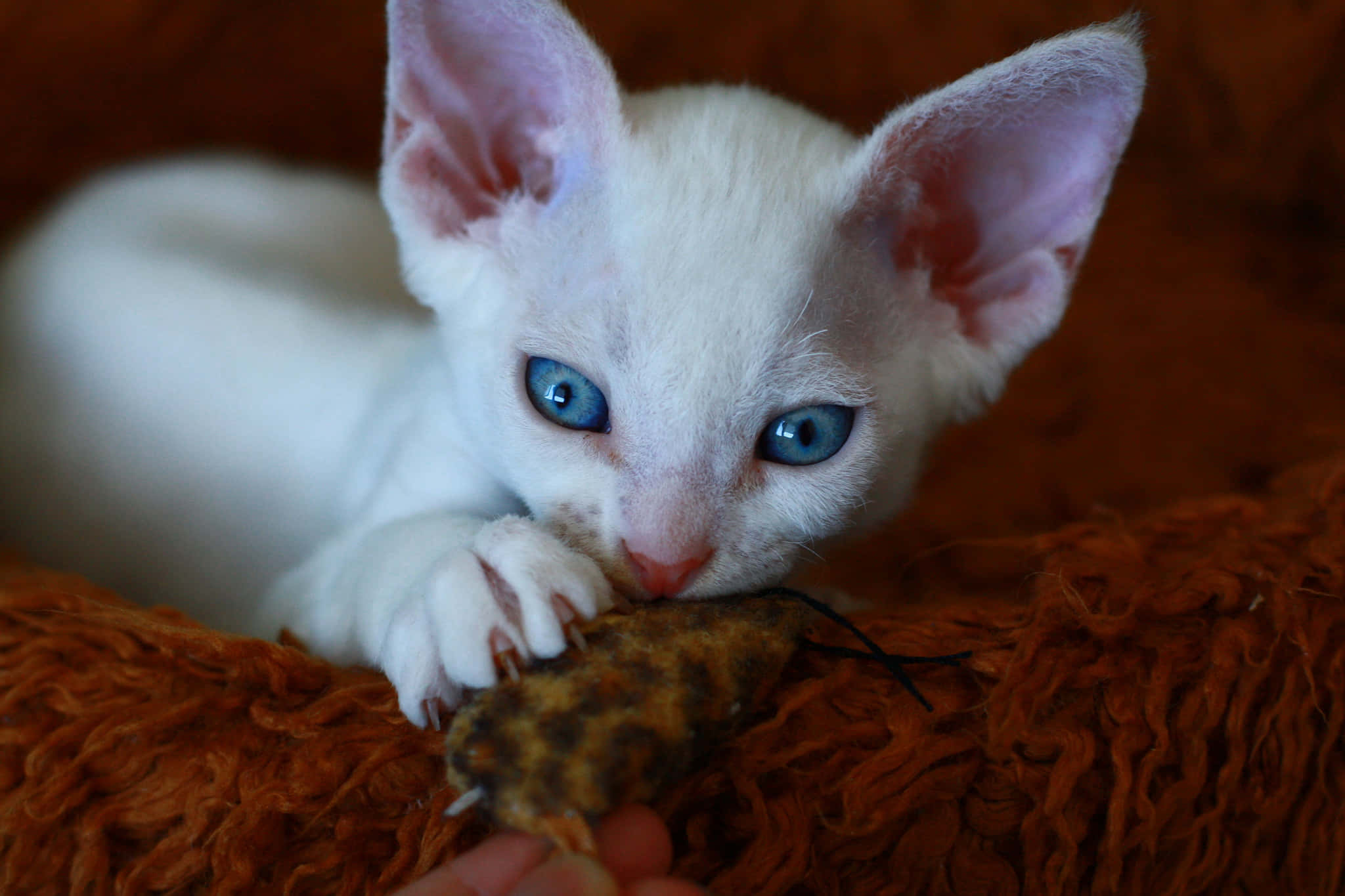 Devon Rex 桌布 壁紙 — 一隻白色無毛小貓，擁有引人注目的藍色眼睛，輕輕咬著一個玩具，躺在蓬鬆的橙色毯子上。
