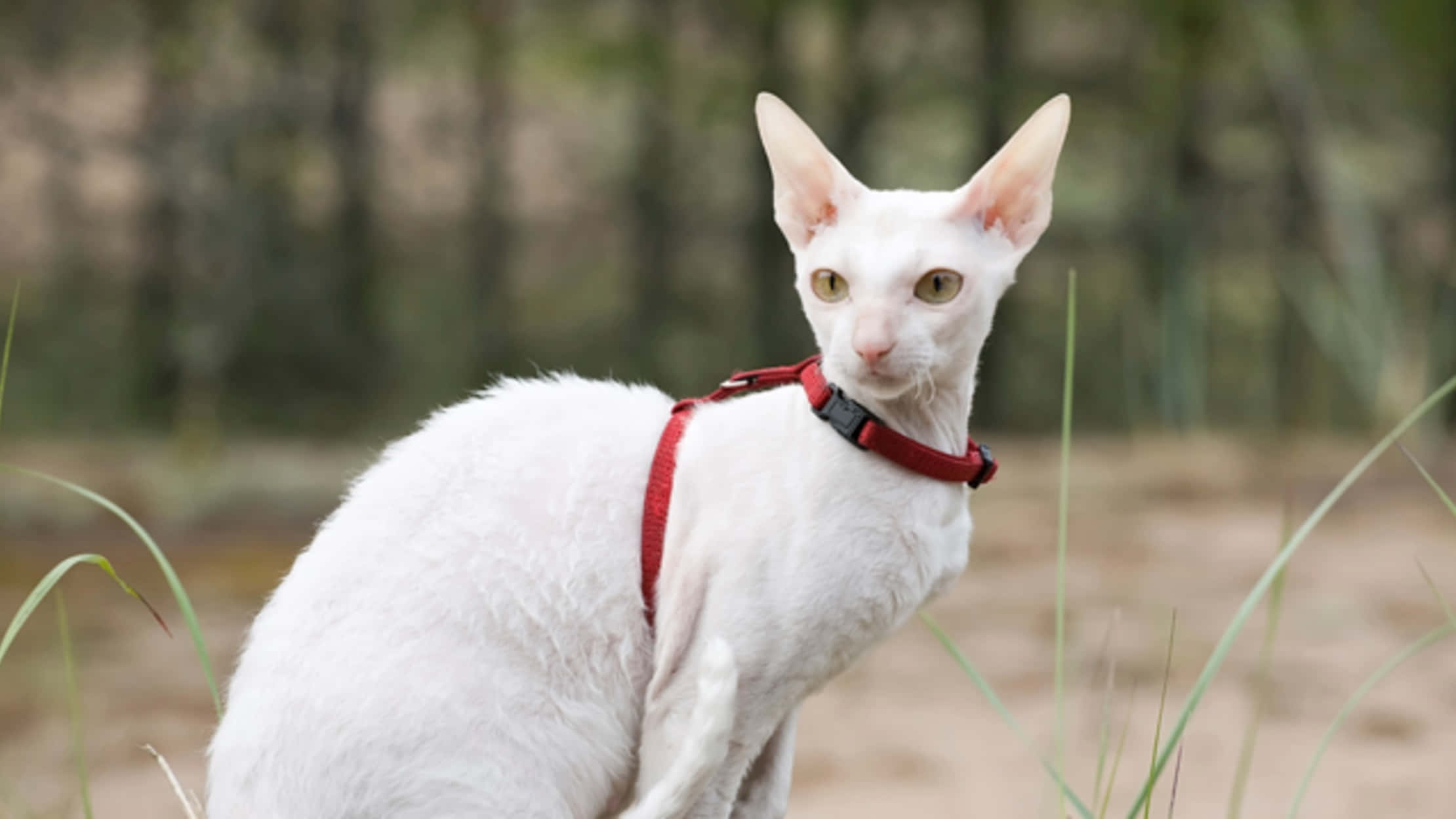 Cornish Rex 桌布 壁紙 — 一隻白色無毛貓，有大耳朵和綠色眼睛，戴著紅色胸背帶，坐在森林附近的高草叢中。