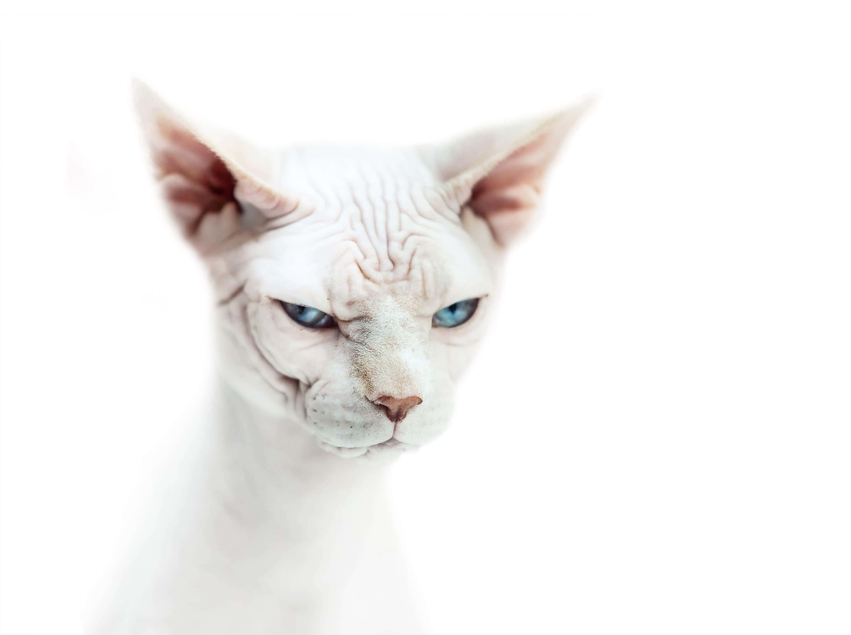 Sphynx 桌布 壁紙 — 一隻白色無毛貓的特寫，擁有引人注目的藍色眼睛和皺紋的前額，背景是純白色。