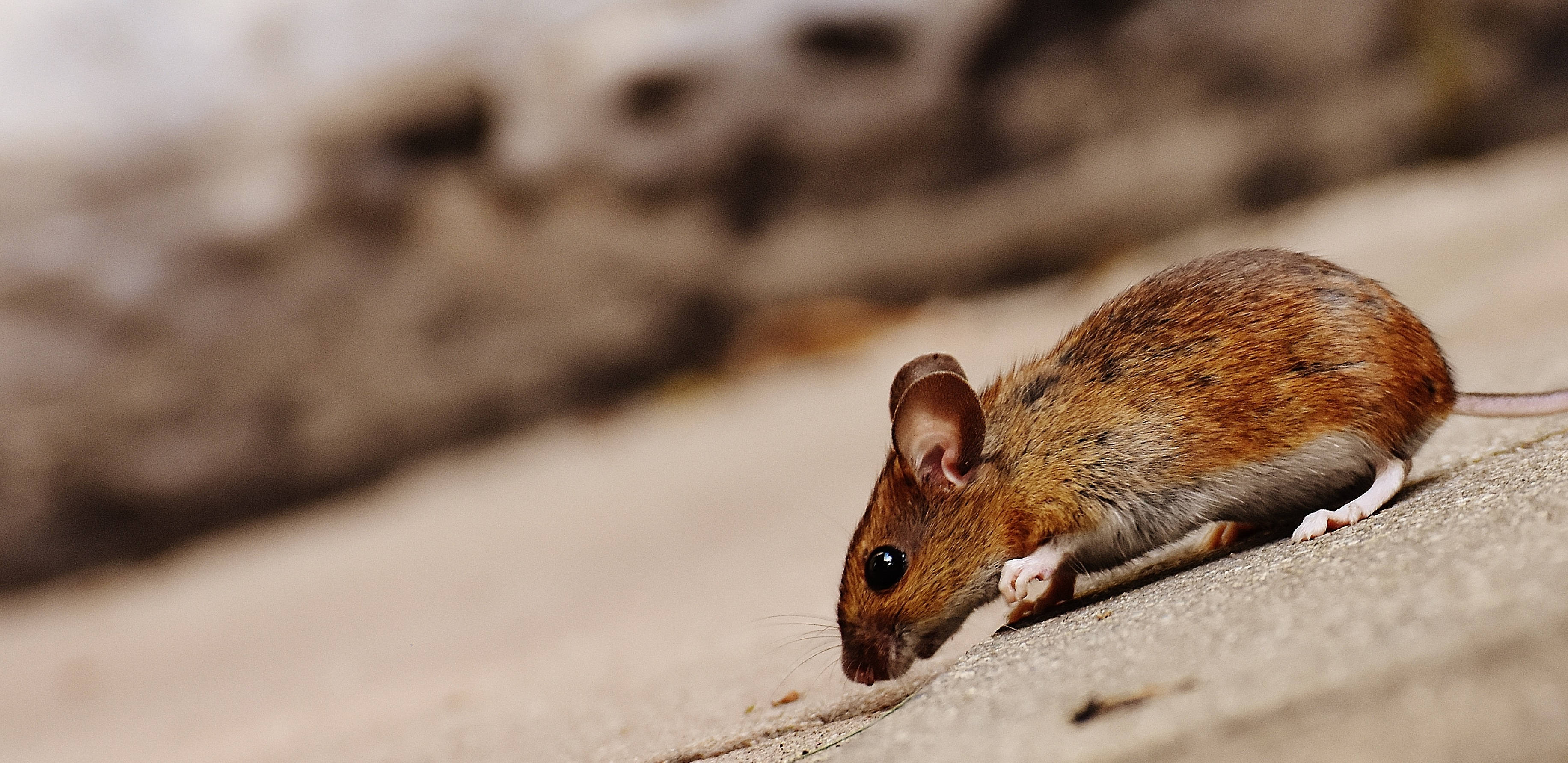 Mouse 桌布 壁紙 — 一隻白色爪子的小棕色老鼠在柔和的自然光下謹慎地探索有紋理的混凝土表面。
