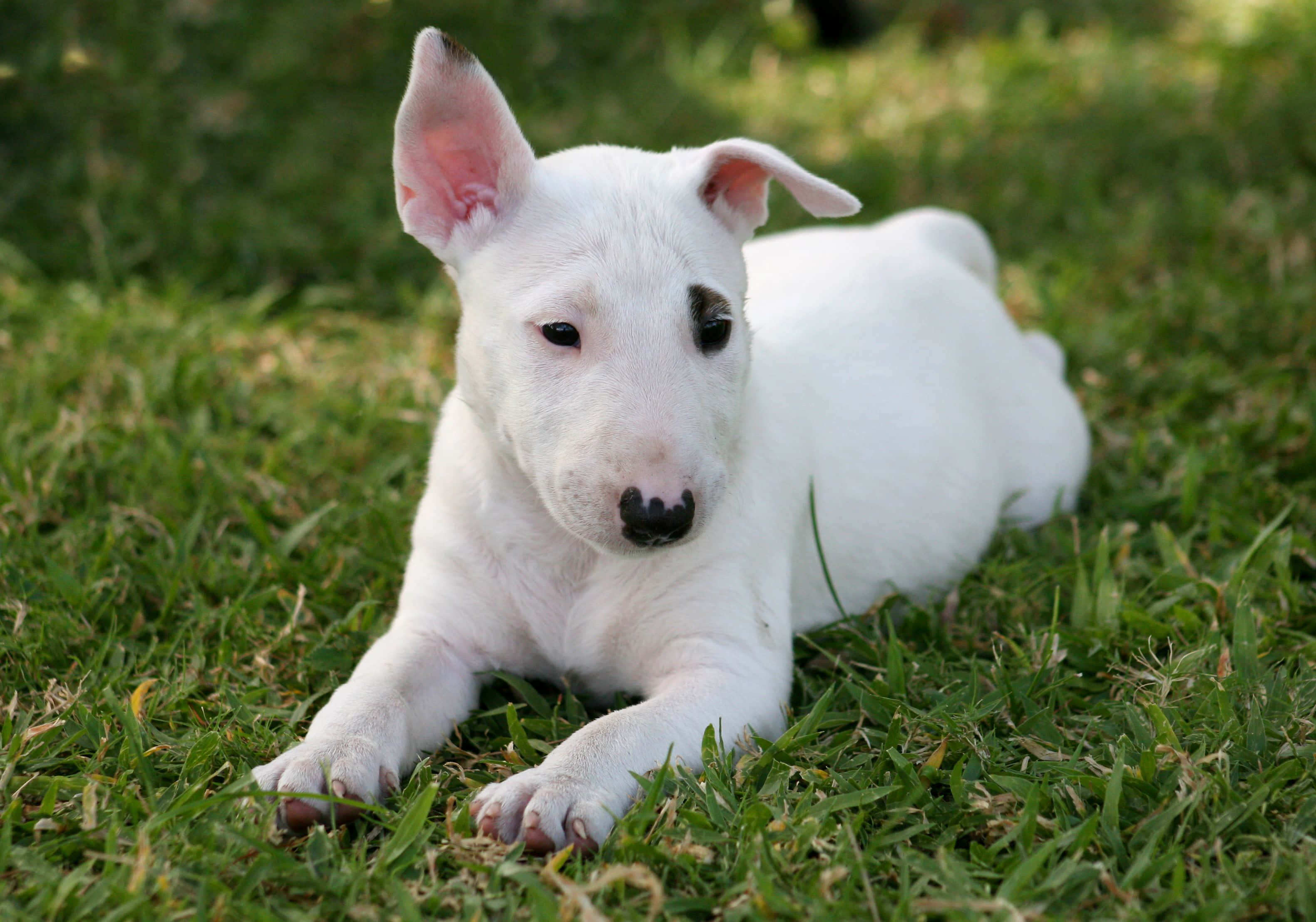 狗 桌布 壁紙 — 一隻白色牛頭梗幼犬，黑色鼻子和耳朵，躺在鮮綠色的草地上，直視鏡頭。