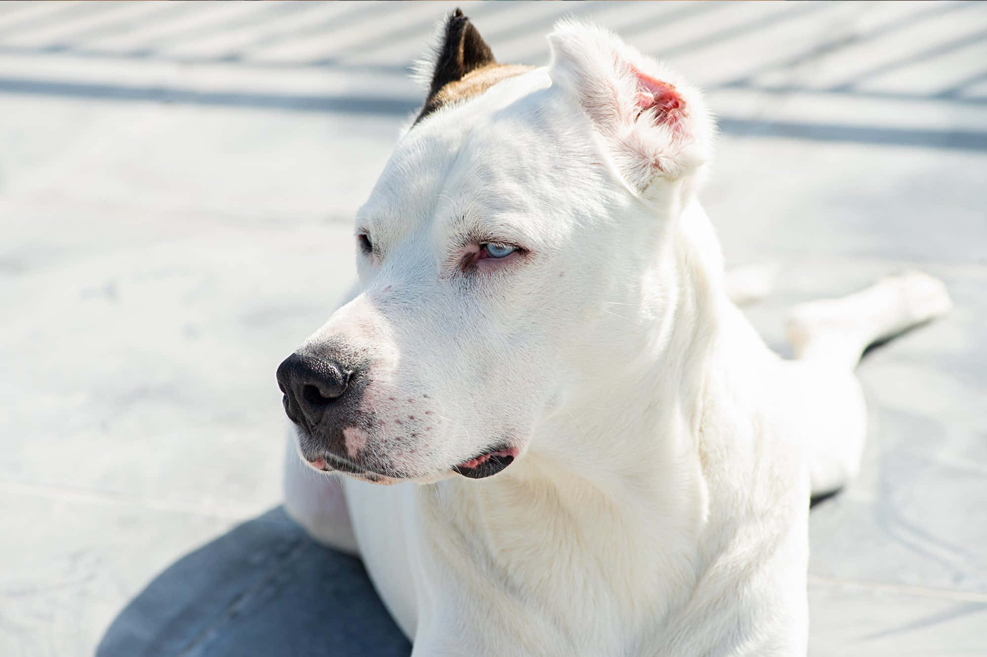 Dogo Argentino 桌布 壁紙 — 一隻白色狗有一隻藍眼睛和一隻棕眼睛，平靜地躺在陽光普照的瓷磚地板上。