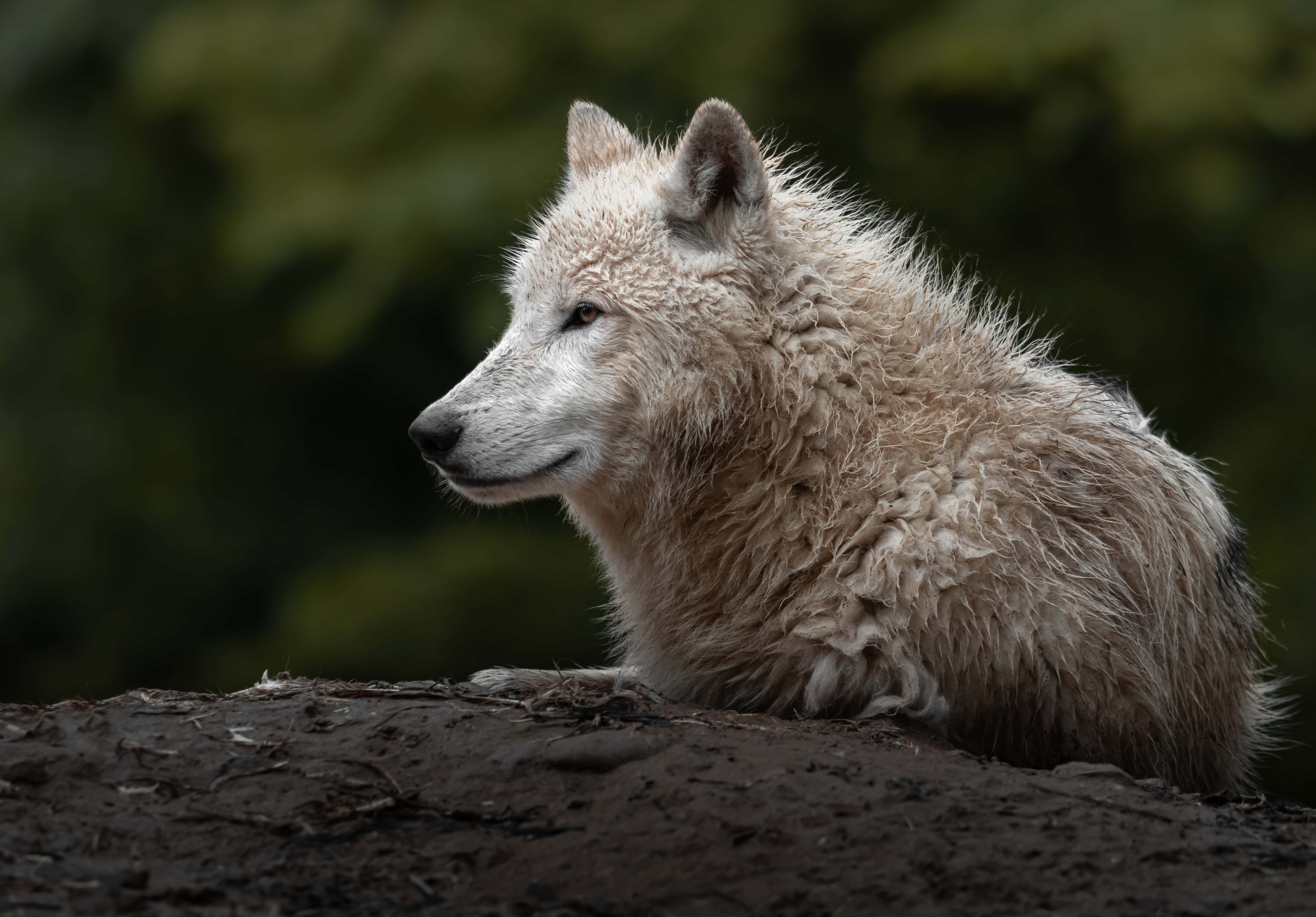 Arctic Wolf 桌布 壁紙 — 一隻白色狼，毛髮濕潤，在模糊的綠色森林背景下，平靜地躺在一個深色土堆上。