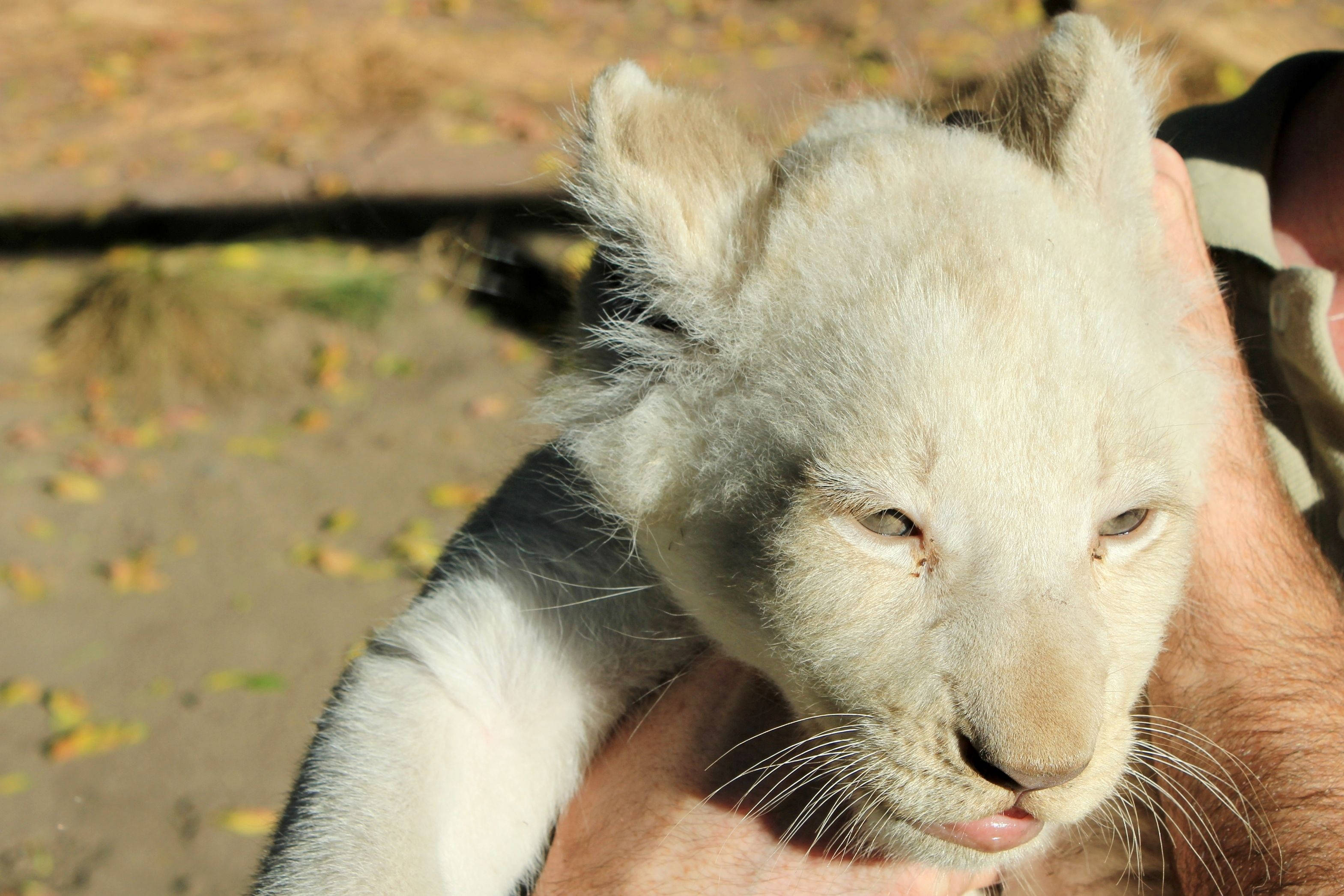 White Lion 桌布 壁紙 — 一隻白色獅子幼崽在陽光普照的戶外環境中被人的雙手輕輕抱著的近距離特寫。