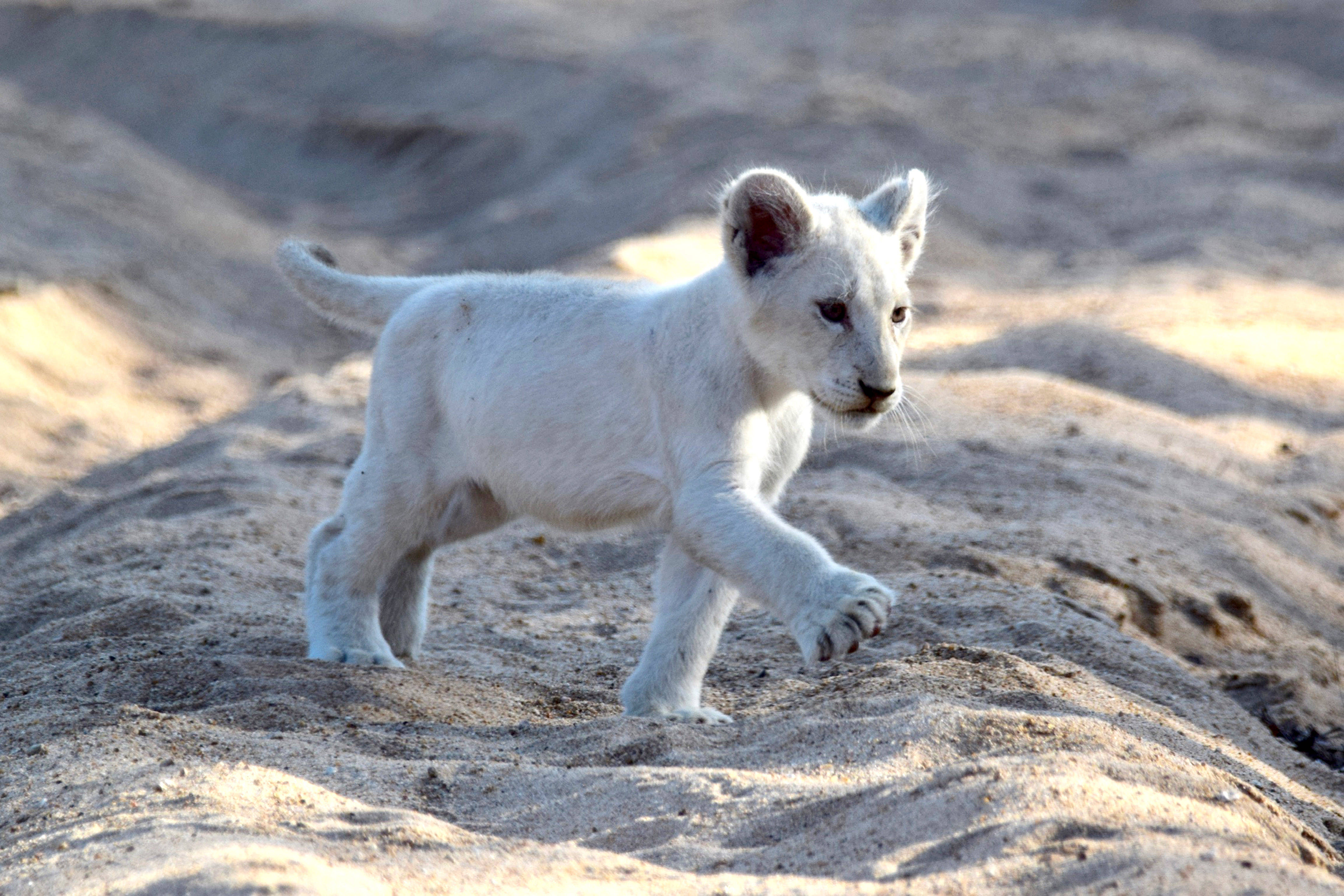 White Lion 桌布 壁紙 — 一隻白色獅子幼崽在陽光照耀的沙丘上小心翼翼地行走，毛髮柔軟，耳朵警覺。