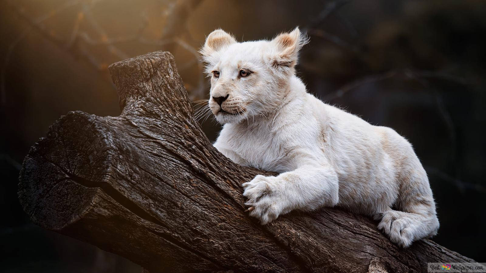 Baby Lion 桌布 壁紙 — 一隻白色獅子幼崽警覺地棲息在一根風化的木頭上，柔和陽光突顯其蓬鬆毛髮，背景是模糊的暗色森林。