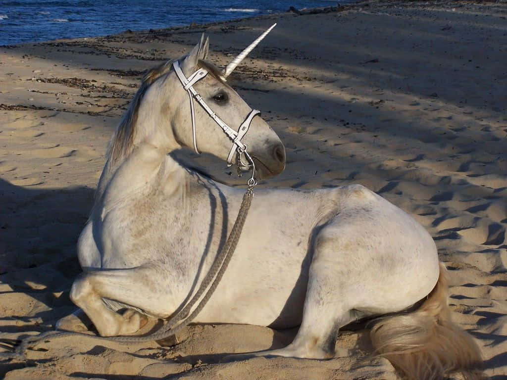 Real Unicorn 桌布 壁紙 — 一隻白色獨角獸，銀色獨角，在陽光普照的沙灘上，靠近海洋，平靜地休息。