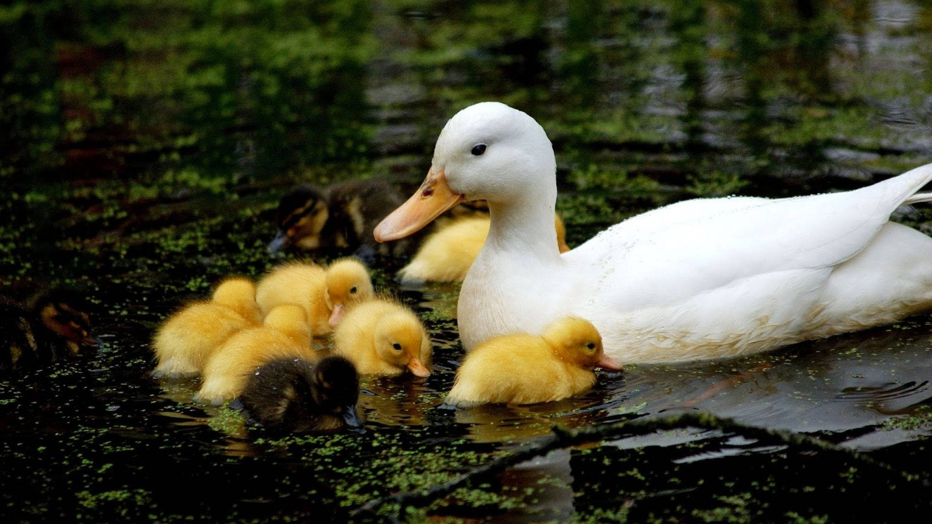 Baby Duck 桌布 壁紙 — 一隻白色的母鴨帶著毛茸茸的黃色小鴨在佈滿綠色藻類的池塘中平靜地游泳。