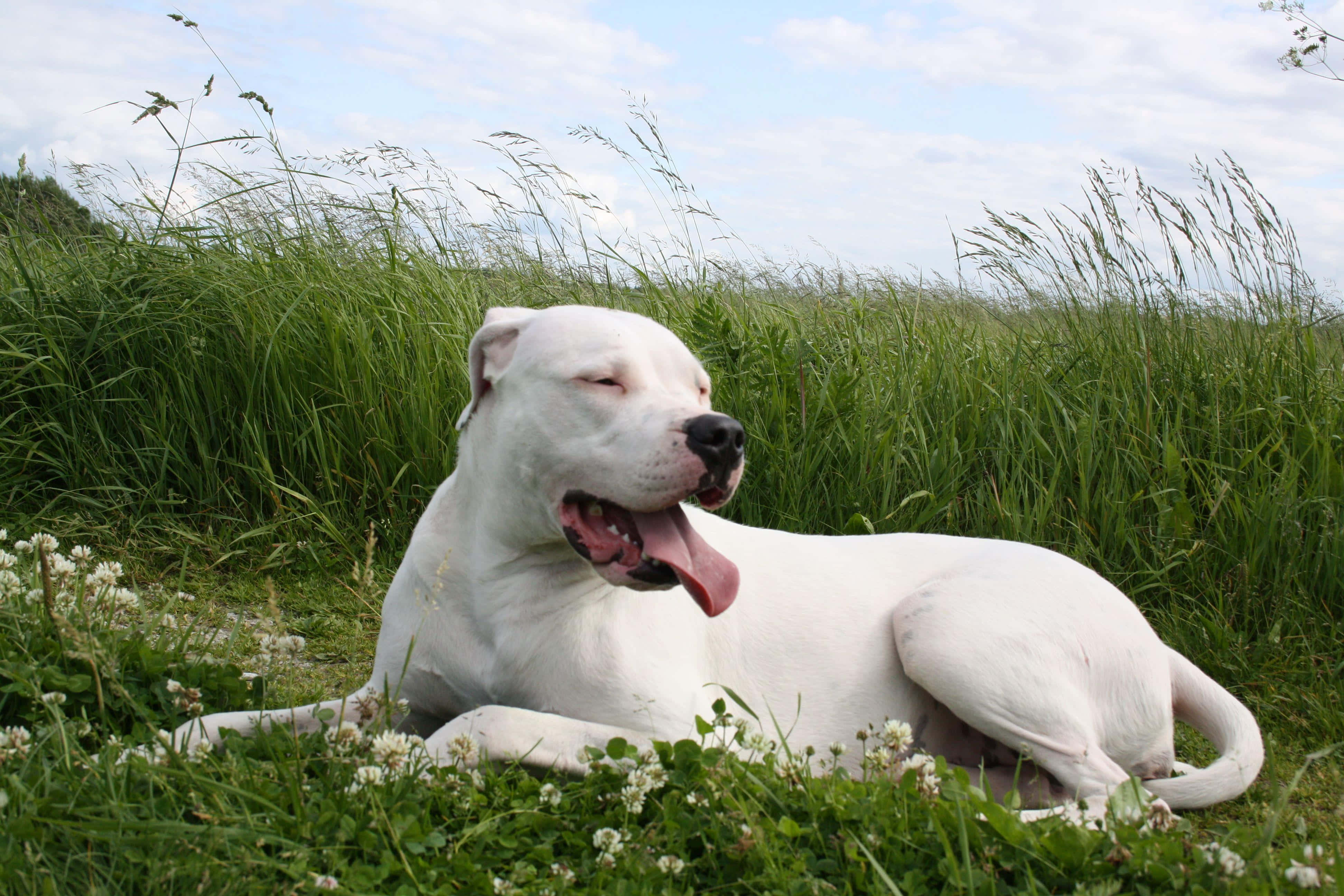Dogo Argentino 桌布 壁紙 — 一隻白色的狗在茂密的綠草中平靜地休息，頭頂是明亮的藍天，點綴著幾朵雲。