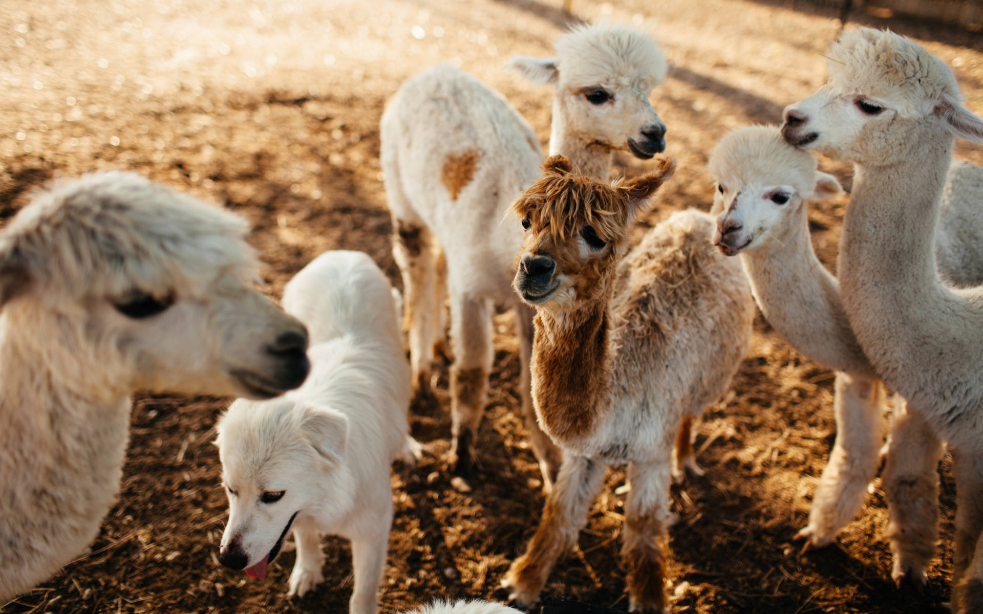 Alpaca 桌布 壁紙 — 一隻白色的狗站在好奇的羊駝群中，在乾燥的土地上沐浴著溫暖的金色陽光。