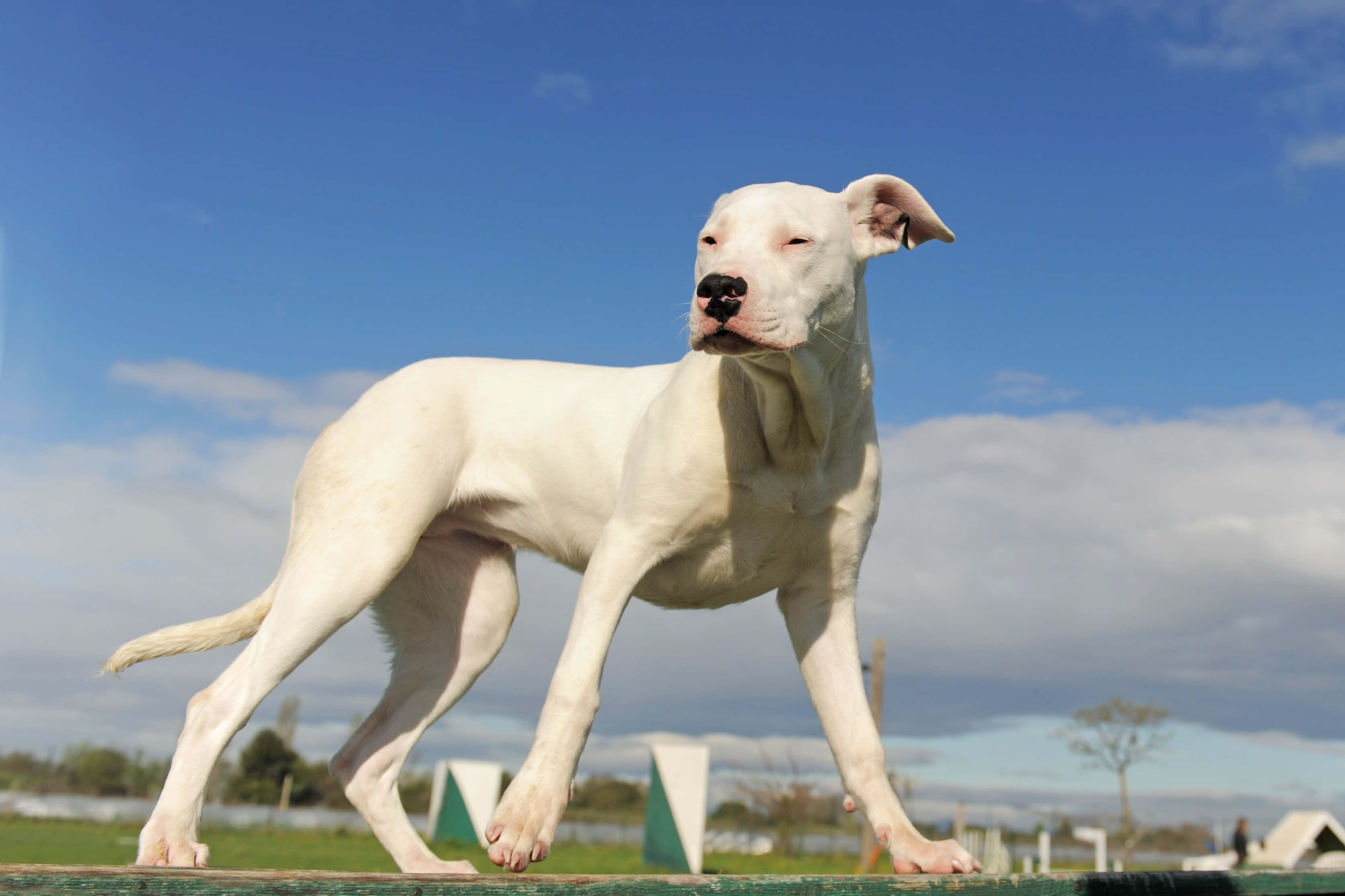 Dogo Argentino 桌布 壁紙 — 一隻白色的狗站在綠色圍欄上，背景是晴朗的藍天和零星的白雲。