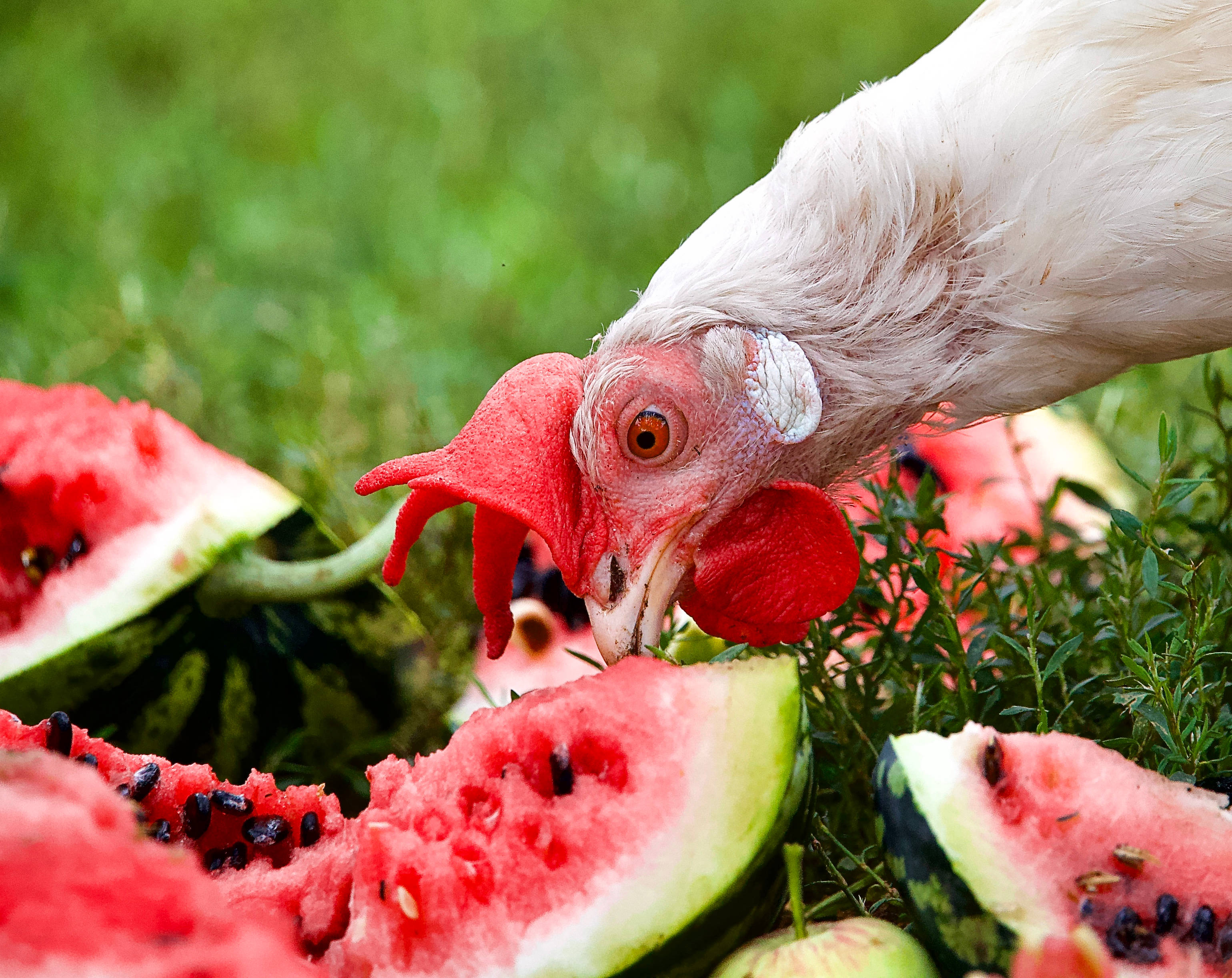 Watermelon 桌布 壁紙 — 一隻白色紅冠雞在綠色草地上啄食多汁的紅色西瓜片。