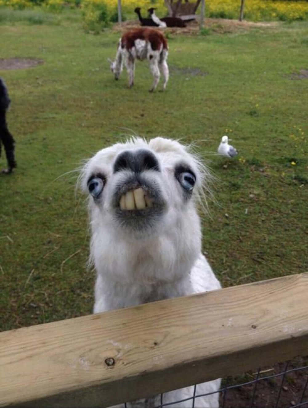 動物 桌布 壁紙 — 一隻白色羊駝，睜大眼睛，露出牙齒，在草地上的木柵欄後面滑稽地盯著鏡頭。