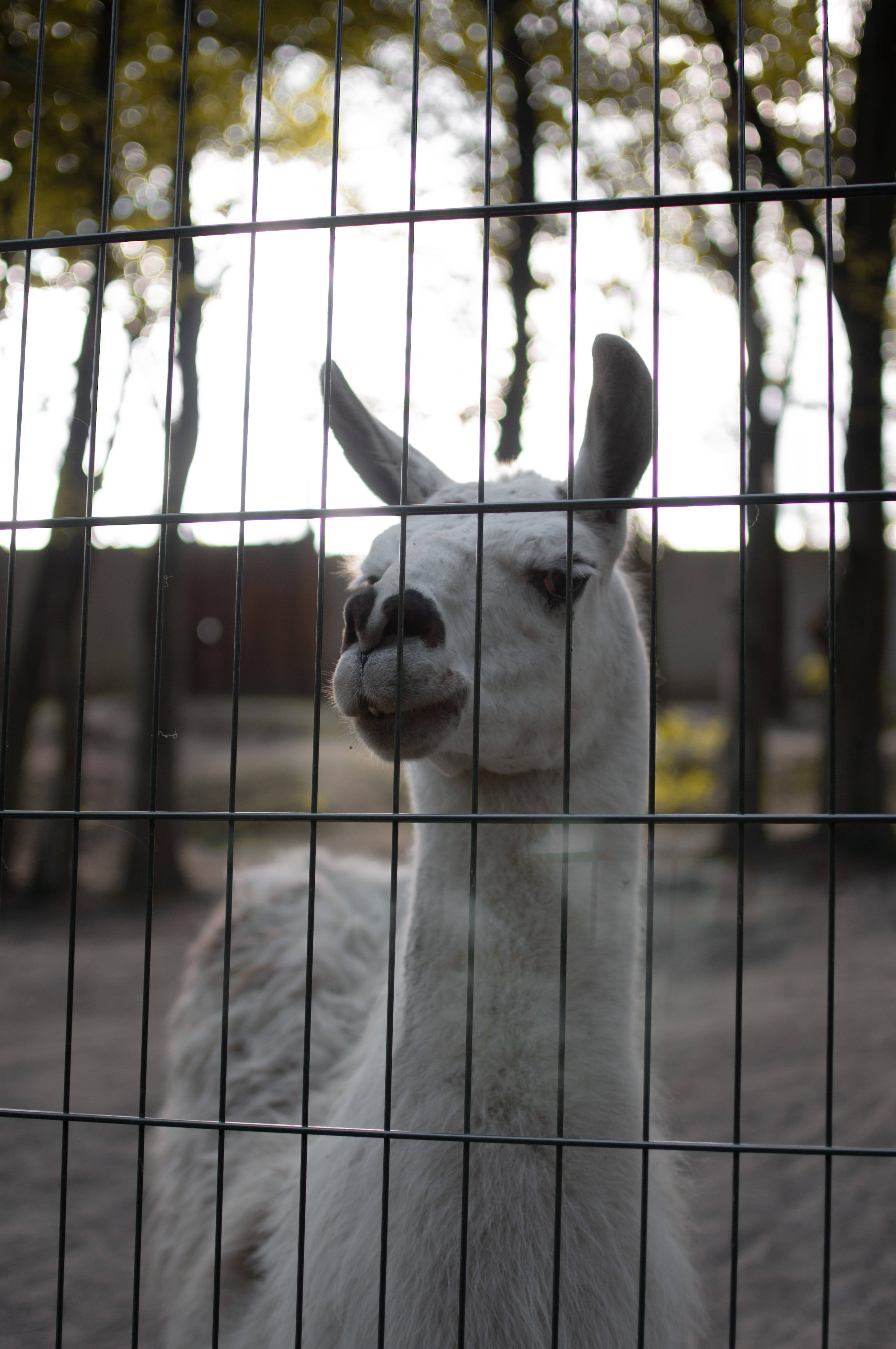Alpaca 桌布 壁紙 — 一隻白色羊駝好奇地透過金屬圍欄窺視，背景有模糊的樹木。