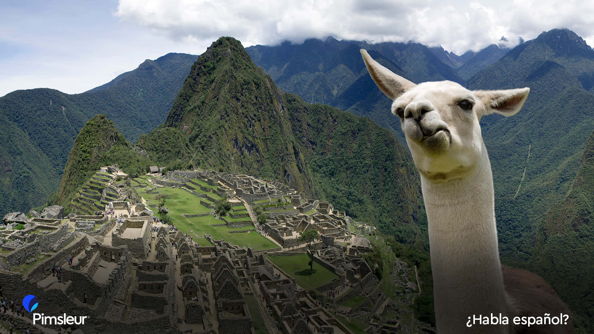 Funny Llama 桌布 壁紙 — 一隻白色羊駝帶著好奇的表情，站在馬丘比丘的古老石頭遺址前，遺址坐落在多雲天空下鬱鬱蔥蔥的綠色山脈中。