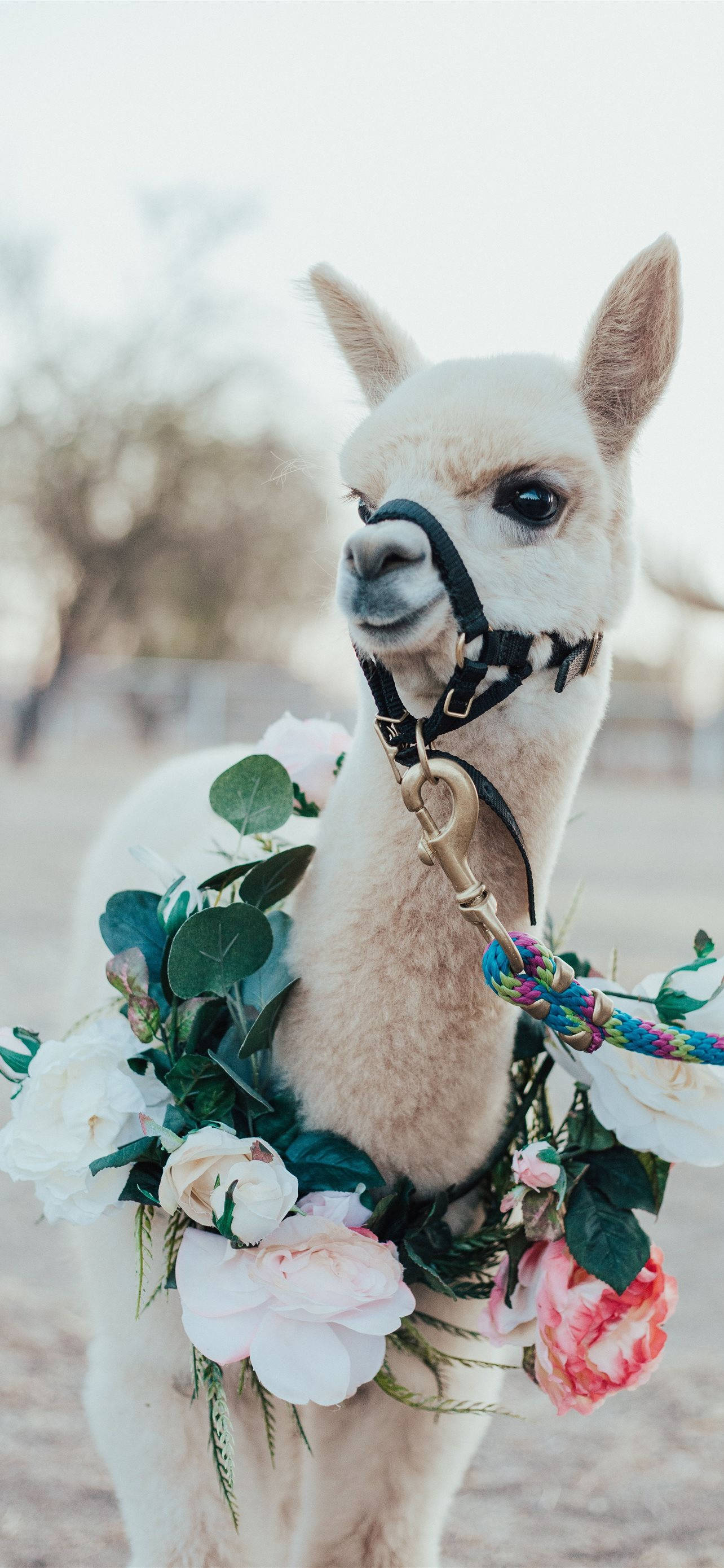 動物 桌布 壁紙 — 一隻白色羊駝戴著粉紅和白色玫瑰及綠葉的花環，平靜地站在柔和模糊的戶外背景前。