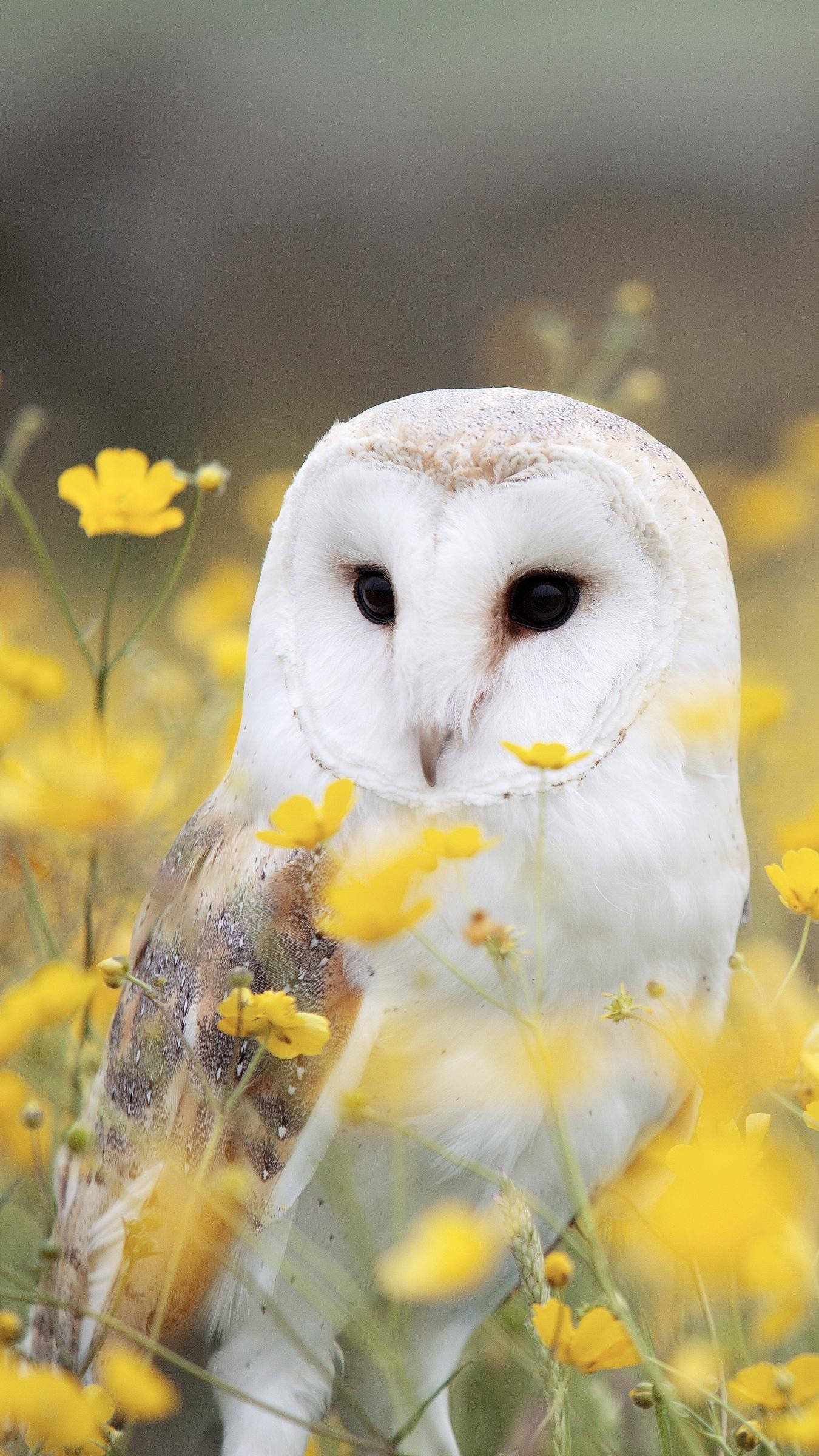 Baby Owl 桌布 壁紙 — 一隻白色羽毛、深色眼睛的倉鴞，在柔和焦點中，平靜地坐在鮮黃色野花之間。