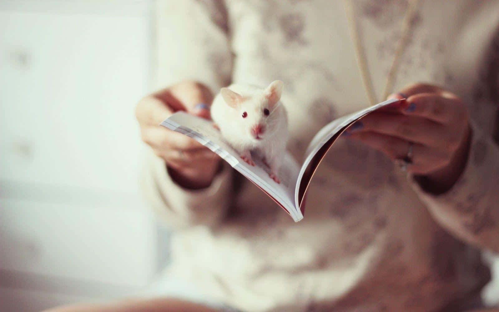 動物 桌布 壁紙 — 一隻白色老鼠好奇地棲息在一本由人手持的打開書本上，處於柔和舒適的室內環境中。