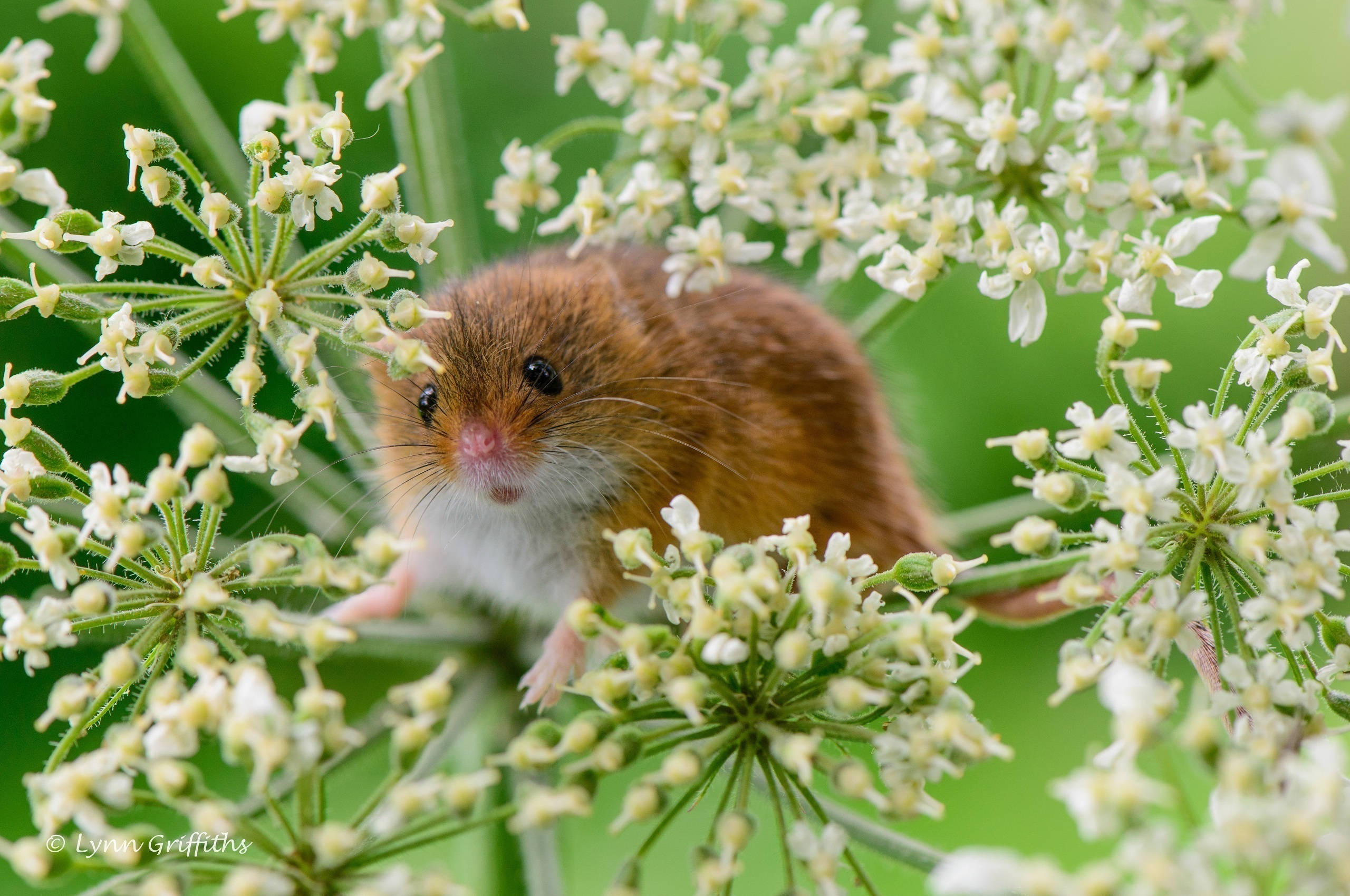 Mouse 桌布 壁紙 — 一隻白色胸口的小棕色收割鼠，從精緻的白色牛蒡花中好奇地探出頭來。