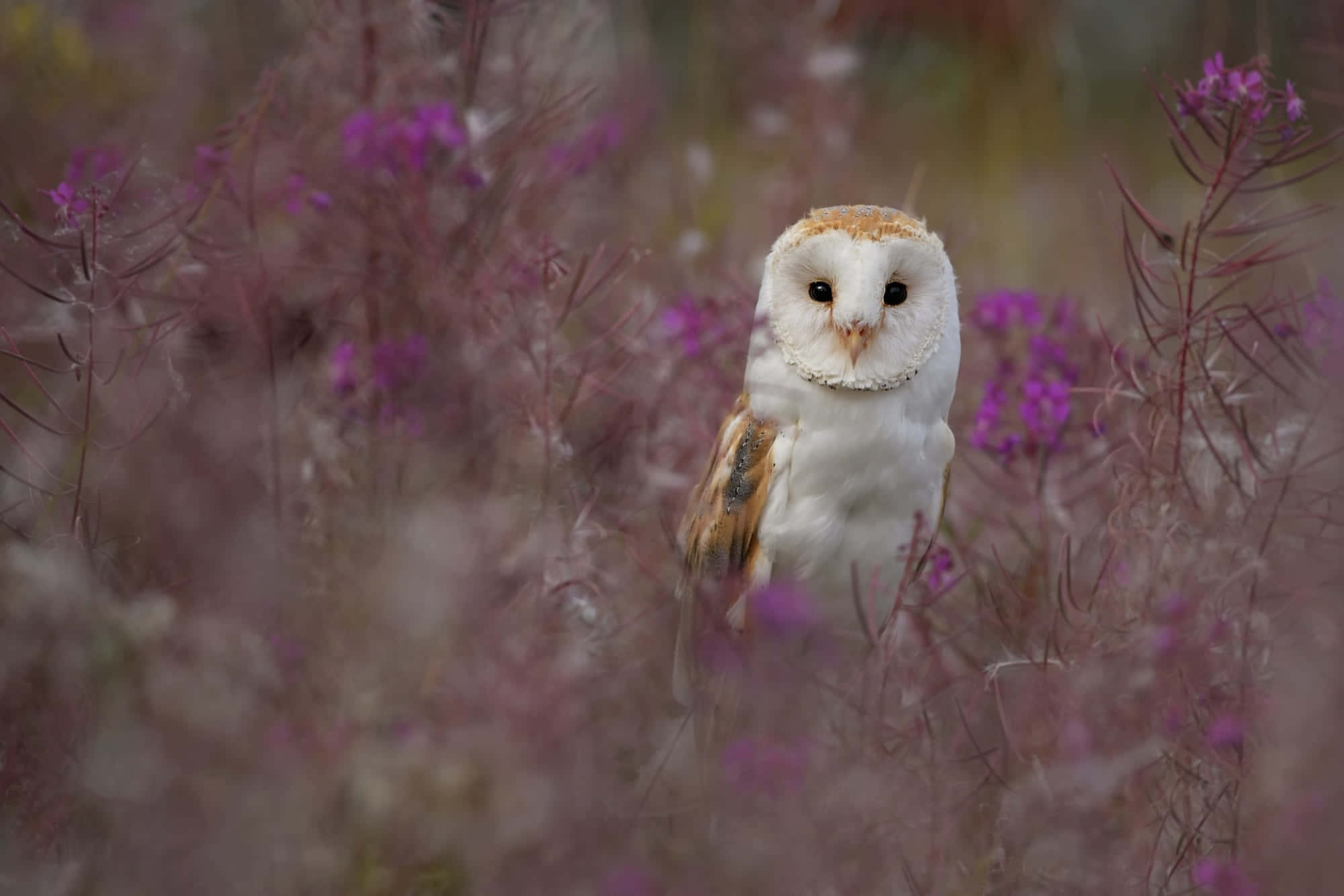 barn owl 桌布 壁紙 — 一隻白色胸部、棕色頭部的倉鴞棲息在模糊的自然田野中柔和的紫色野花之間。