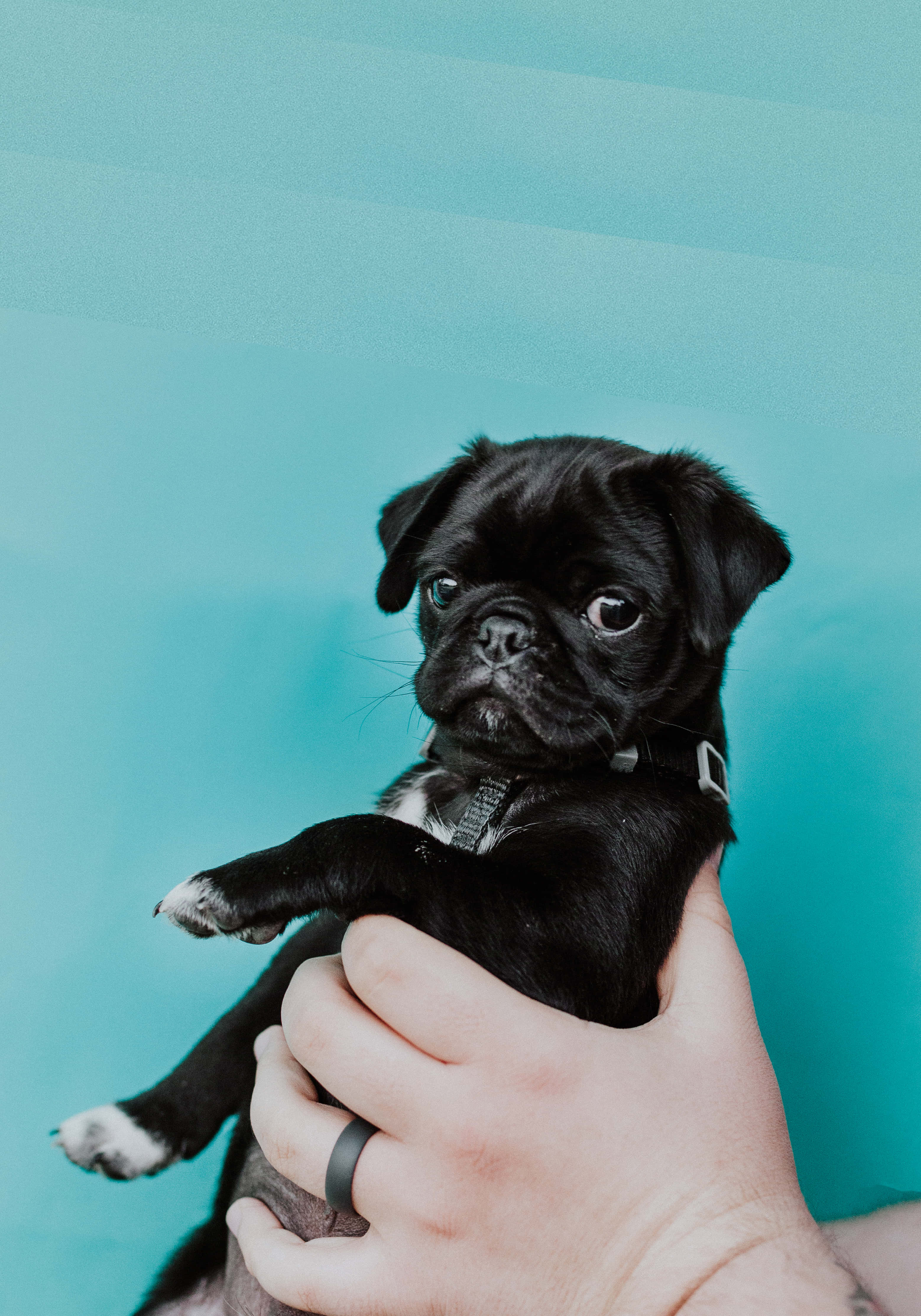 狗 桌布 壁紙 — 一隻白色腳掌的小黑色巴哥犬幼犬被輕輕抱在人的手中，背景是純青色。