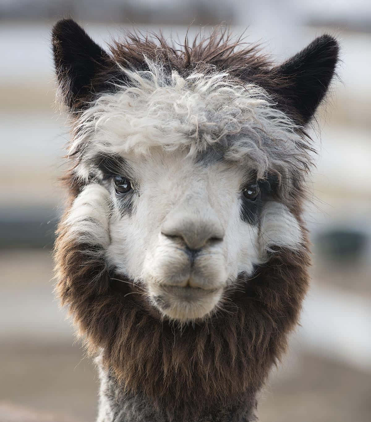 Alpaca 桌布 壁紙 — 一隻白色臉龐、深色耳朵的毛茸茸羊駝直視鏡頭的特寫。