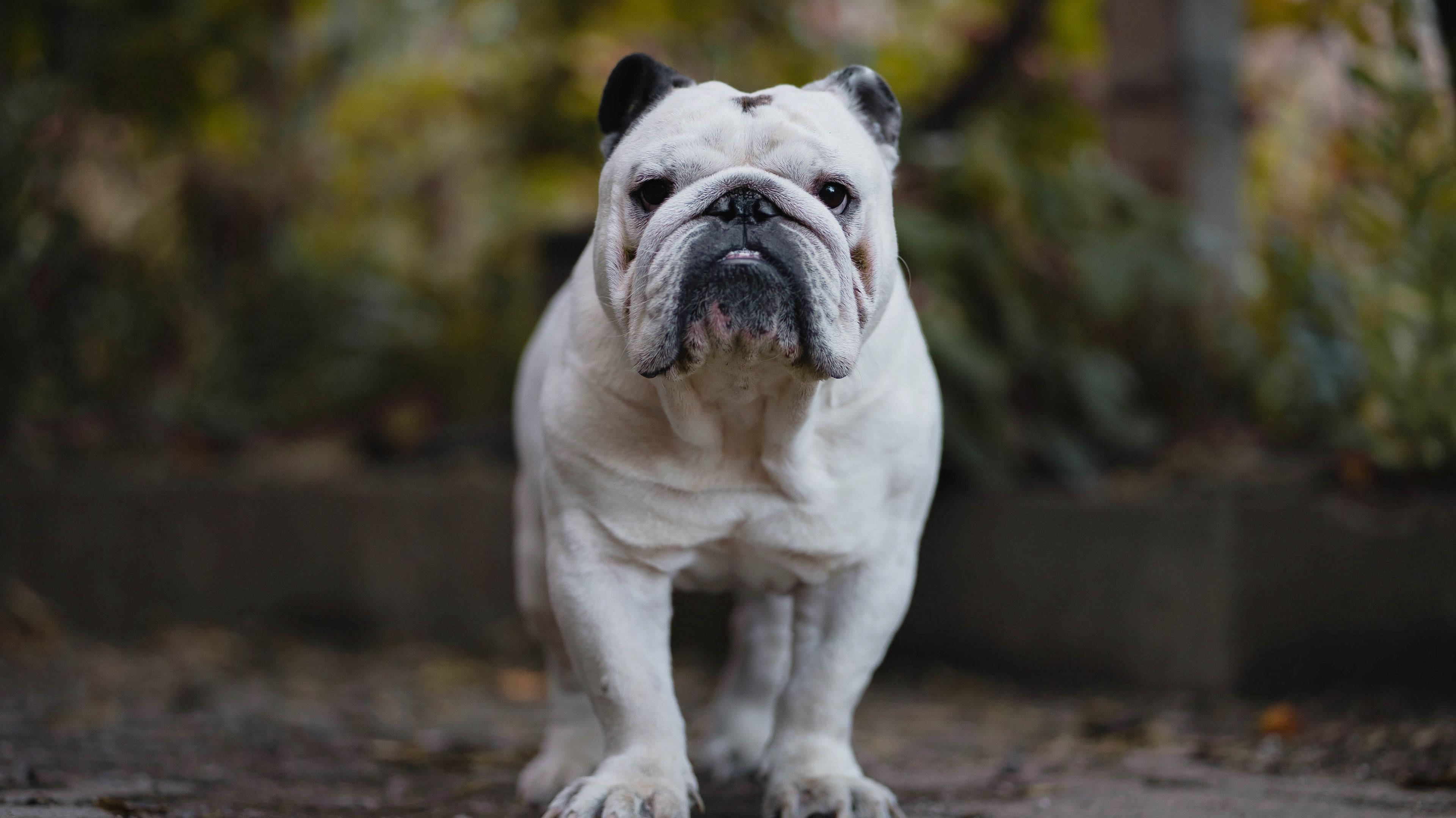 Bulldog 桌布 壁紙 — 一隻白色英國鬥牛犬，黑色耳朵和口鼻，警覺地站在一條被模糊秋葉環繞的小徑上。