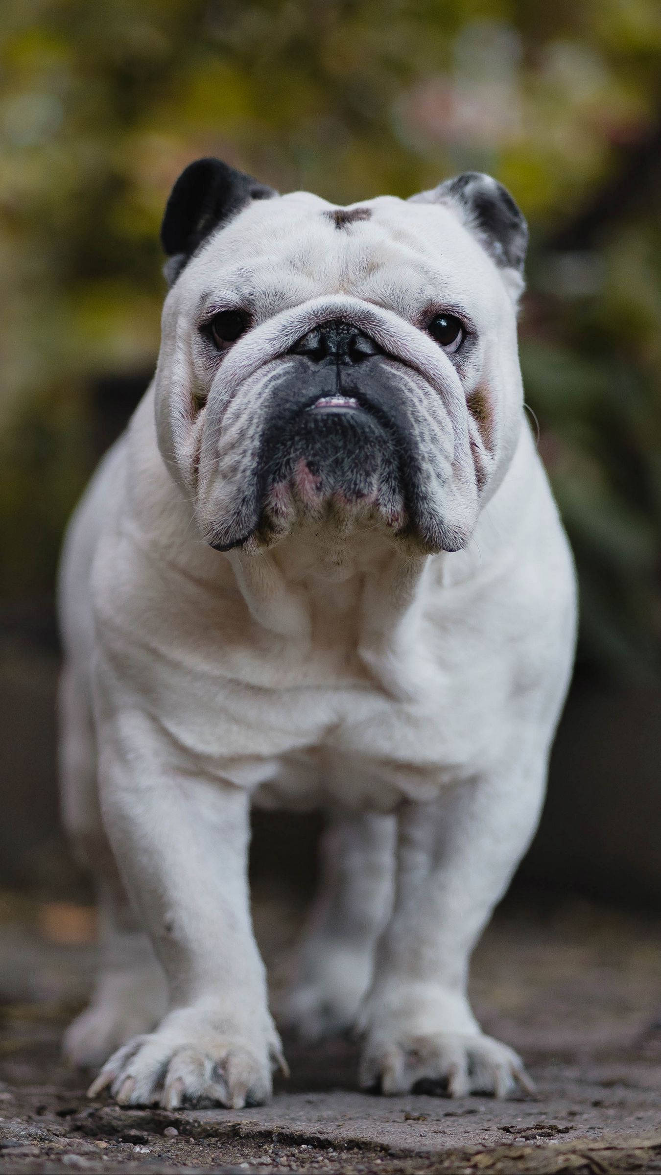 Bulldog 桌布 壁紙 — 一隻白色英國鬥牛犬，黑色耳朵和口鼻，警覺地站在泥濘小路上，背景是模糊的綠色。