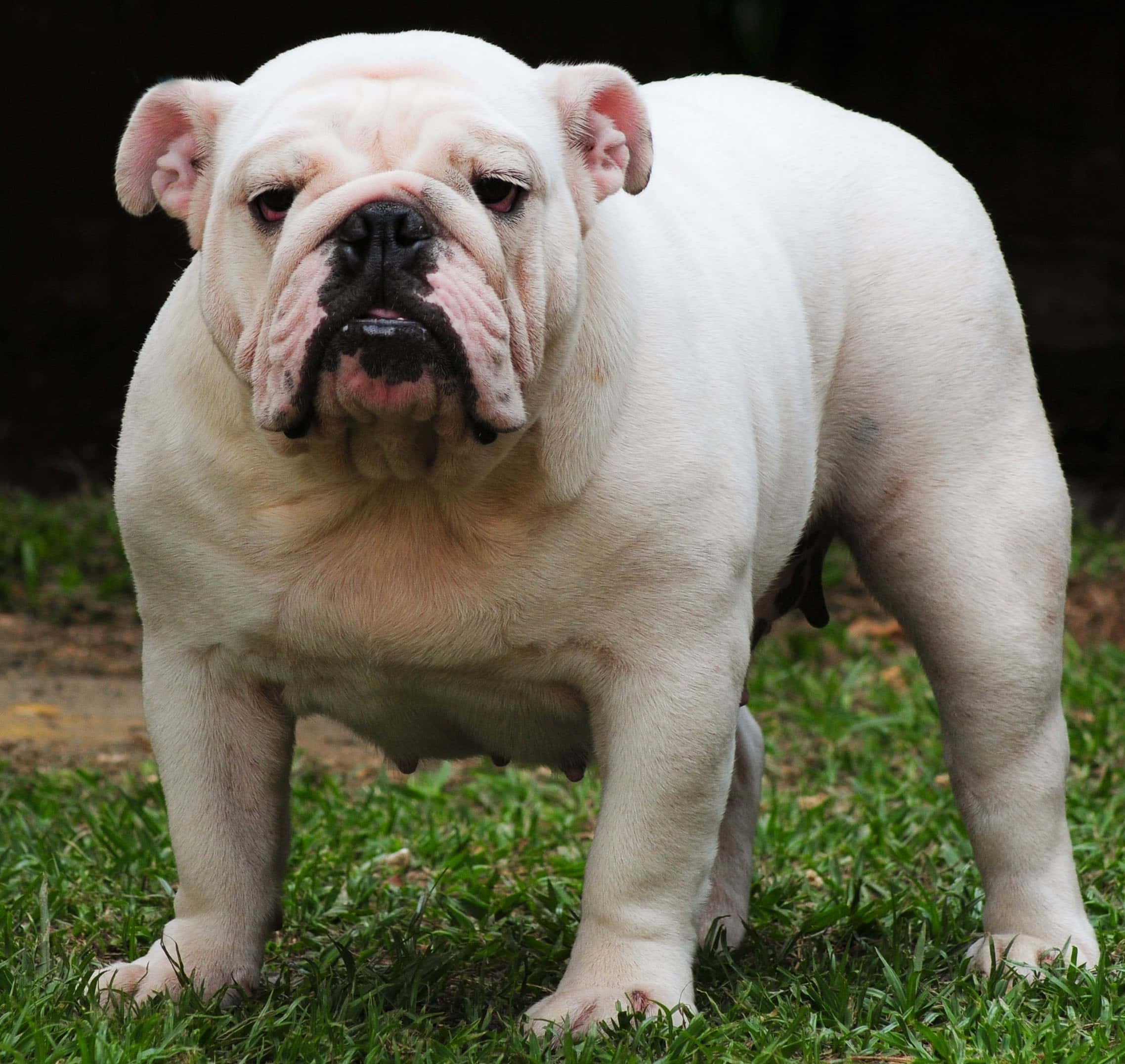 Bulldog 桌布 壁紙 — 一隻白色英國鬥牛犬警覺地站在綠色草地上，背景昏暗模糊。