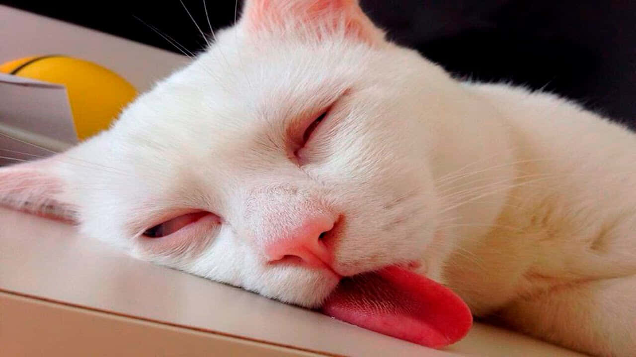sleeping cat 桌布 壁紙 — 一隻白色貓咪，有粉紅色耳朵和鼻子，將頭靠在表面上，同時以放鬆的表情舔著爪子。