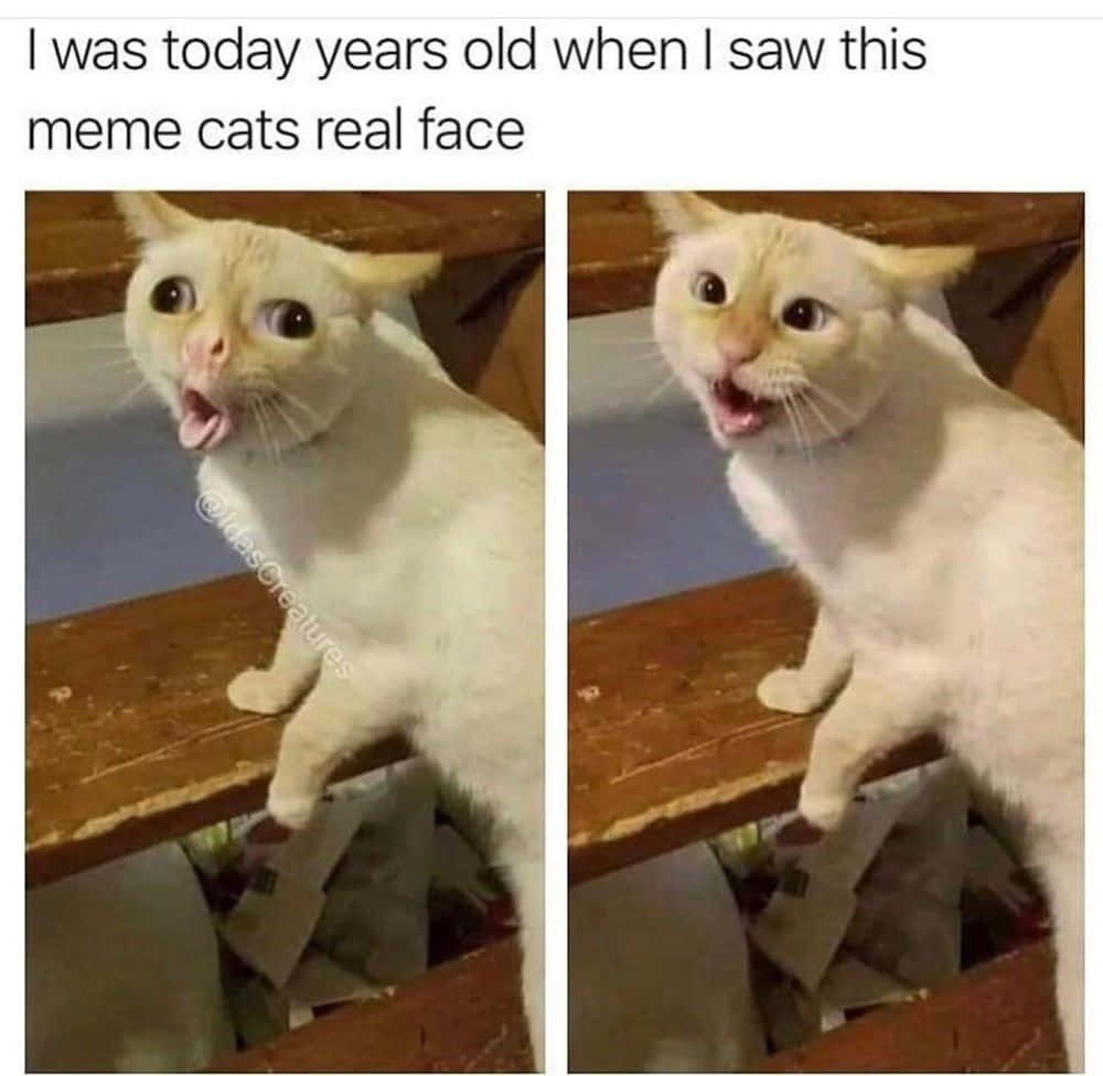 Funny Memes 桌布 壁紙 — 一隻白色貓咪睜大眼睛、張開嘴巴，在木質表面上顯得震驚或大叫。