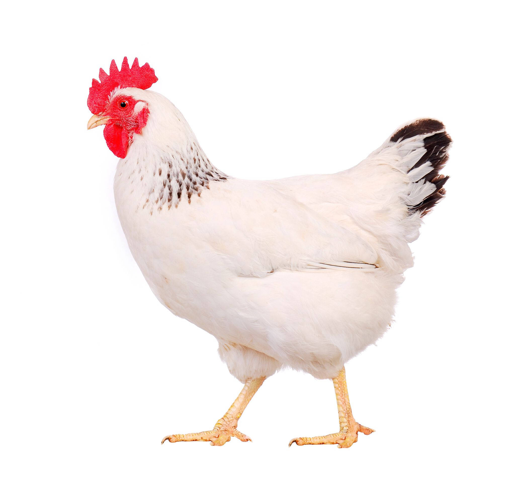 Chicken 桌布 壁紙 — 一隻白色雞，有鮮紅色雞冠和黑色尖端尾羽，在純白色背景上警覺地站立。