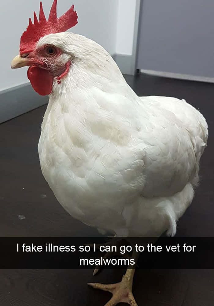 動物 桌布 壁紙 — 一隻白色雞冠鮮紅的雞站在室內深色地板上，直視鏡頭。