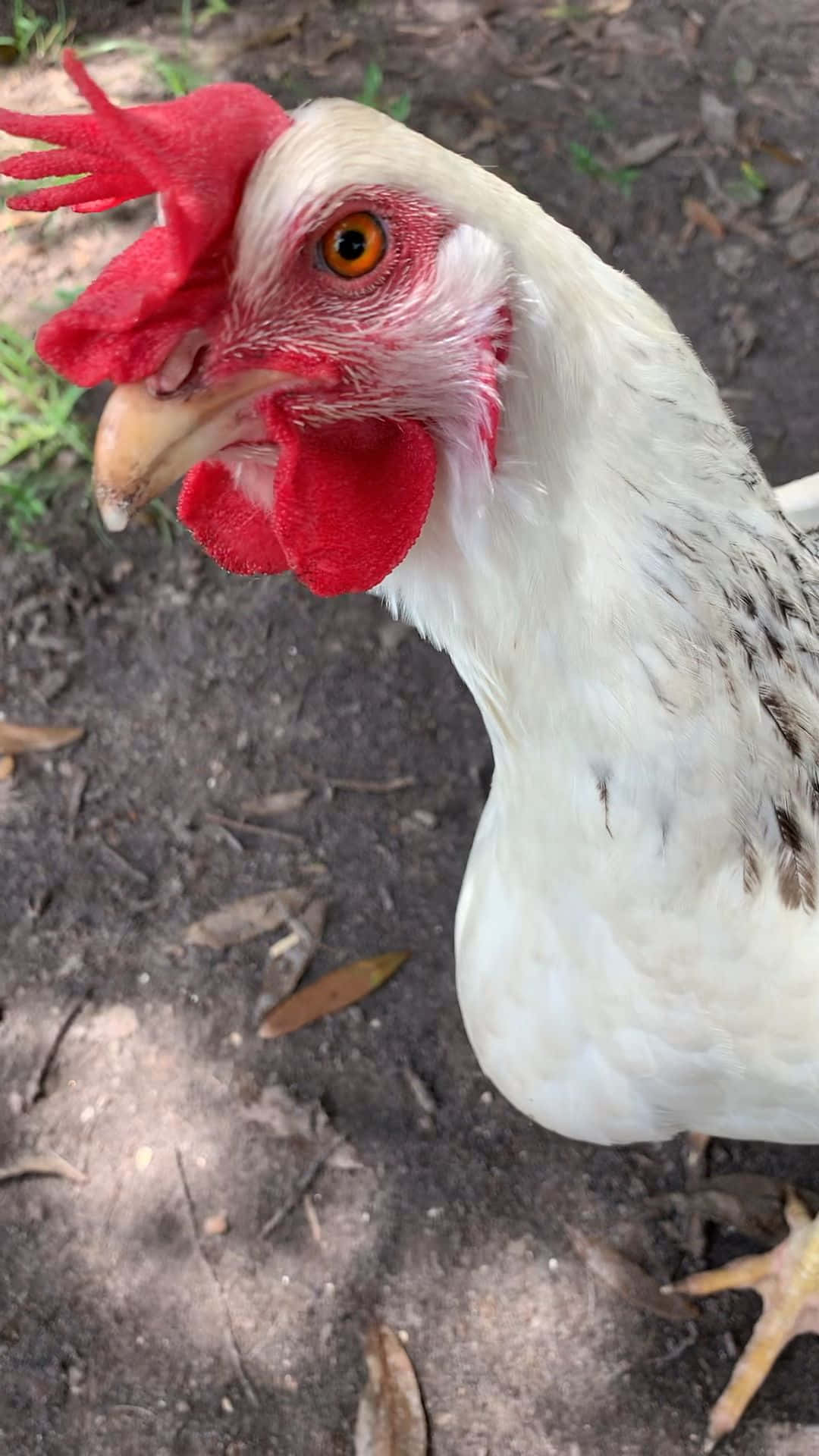 動物 桌布 壁紙 — 一隻白色雞的特寫，有鮮紅色雞冠和肉垂，站在泥地上。