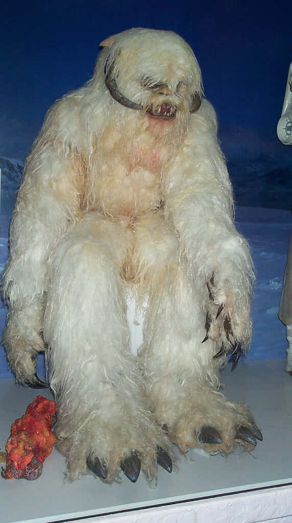Wampa 桌布 壁紙 — 一隻白色雪人標本，擁有長而蓬鬆的毛髮和深色爪子，坐在一個雪景立體模型展示櫃中。