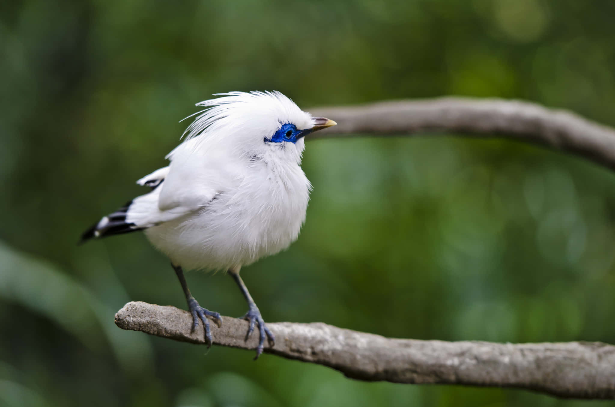 Cute Bird 桌布 壁紙 — 一隻白色面部皮膚的鳥棲息在樹枝上，背景是柔和的綠色模糊背景。