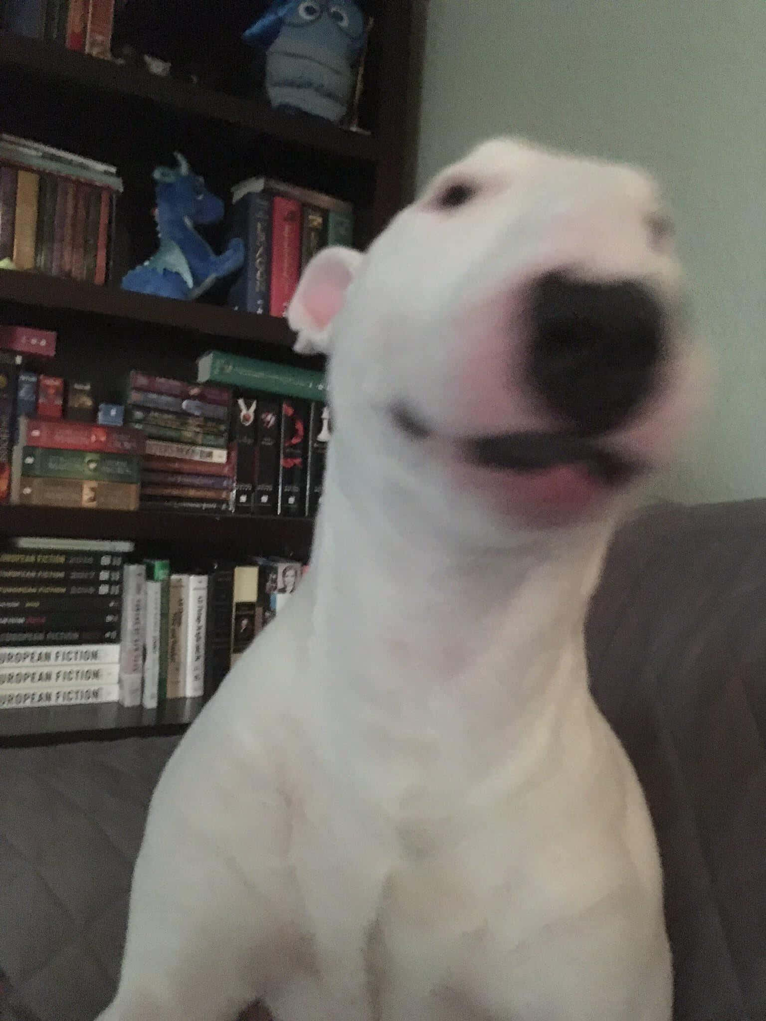 Walter The Dog 桌布 壁紙 — 一隻白色鬥牛㹴坐在沙發上，在一個充滿書架的舒適房間裡，帶著喜悅的表情向上看。