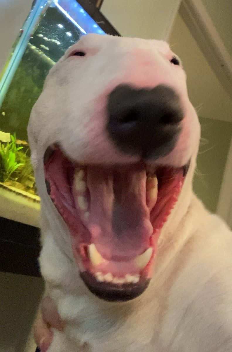Walter The Dog 桌布 壁紙 — 一隻白色鬥牛㹴開心張大嘴巴，露出牙齒和舌頭的近距離特寫，背景可見一個魚缸。