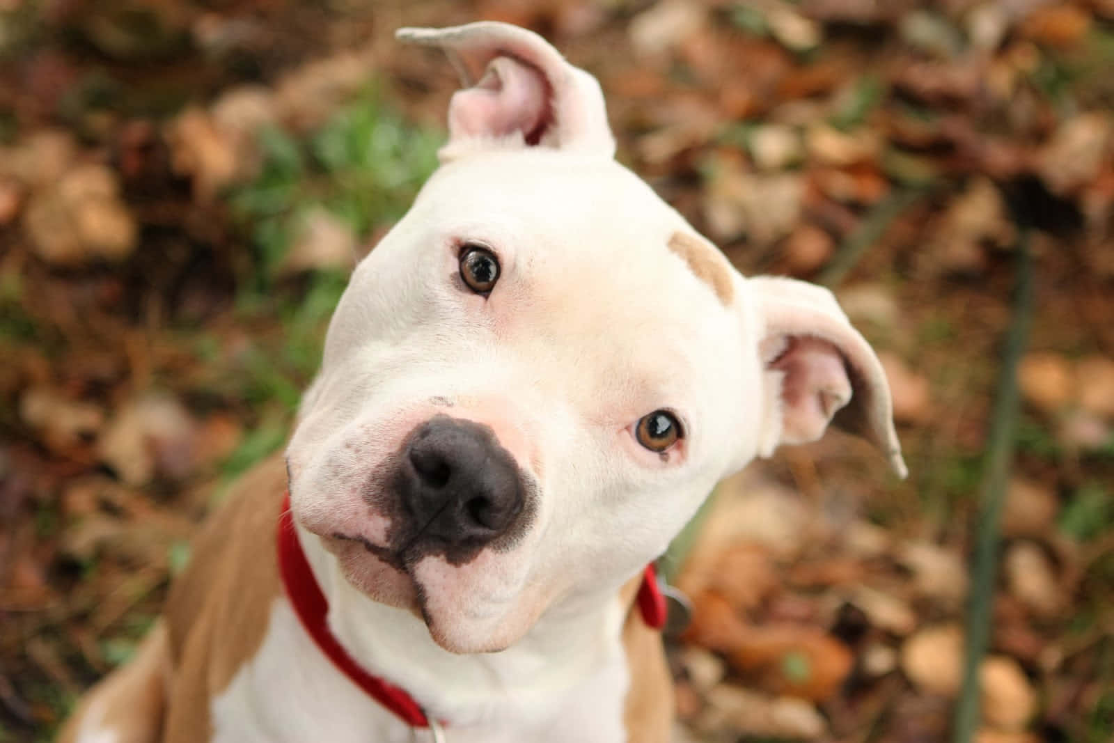 Pitbull 桌布 壁紙 — 一隻白色鬥牛犬，帶有棕色斑點和紅色項圈，在落葉中好奇地抬頭看著相機的特寫。