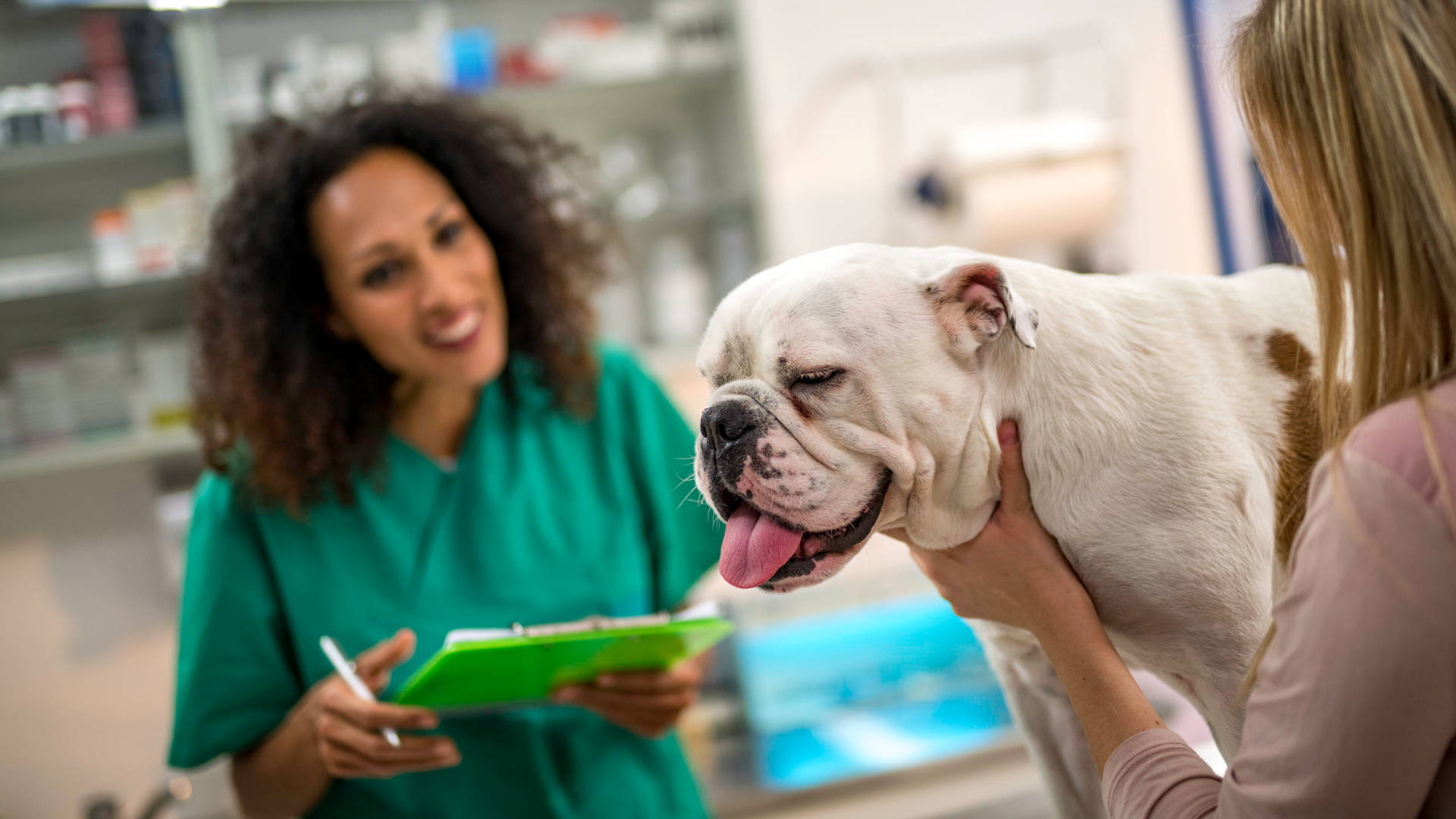 醫生 桌布 壁紙 — 一隻白色鬥牛犬伸出舌頭被一名女子抱著，而一位微笑的獸醫穿著綠色手術衣在診所裡做筆記。